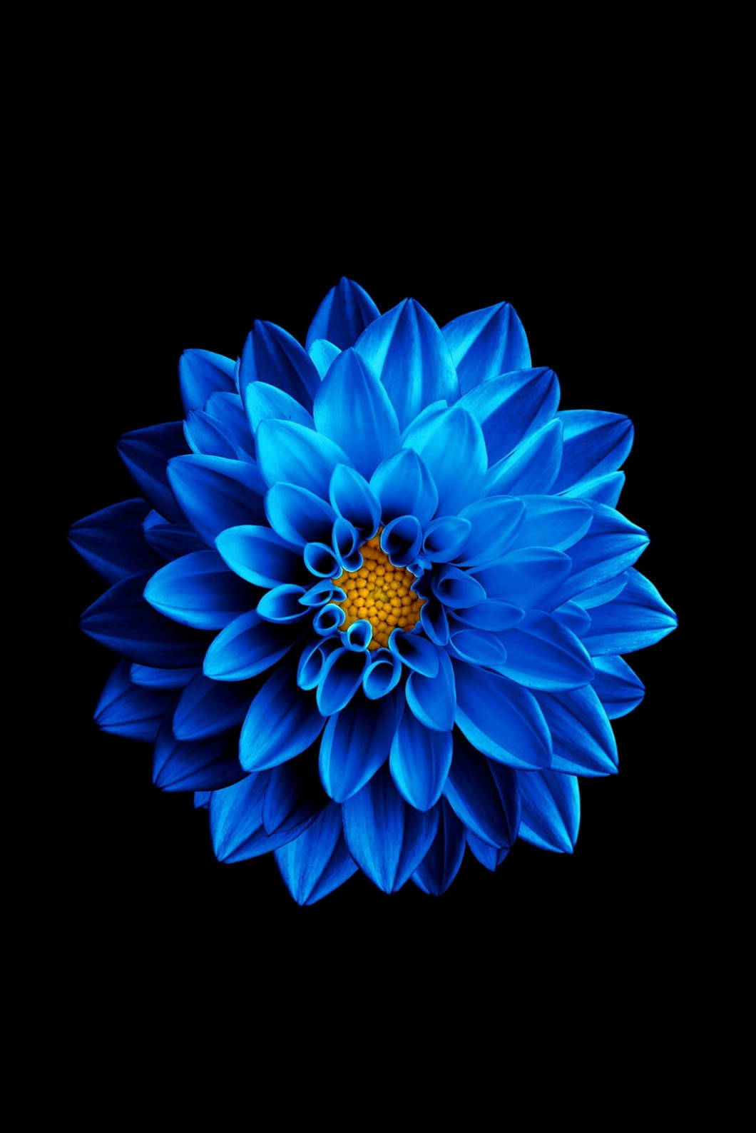 Blue Lotus Flower Iphone 4s Background