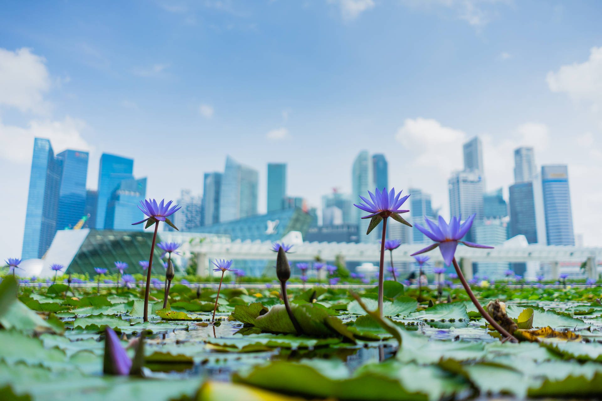 Blue Lotus Plant In Singapore Background