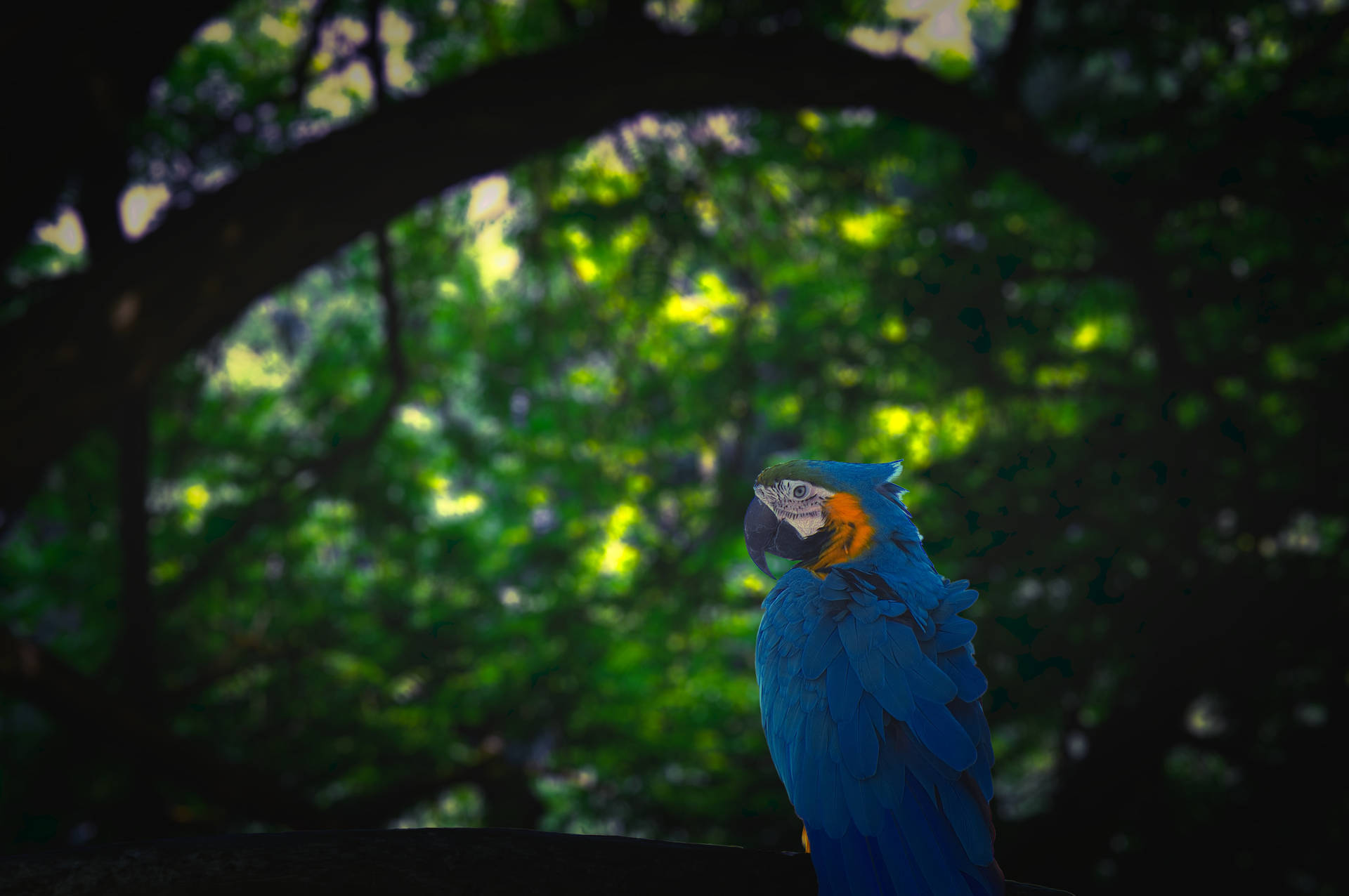 Blue Macaw Parrot Jungle Background