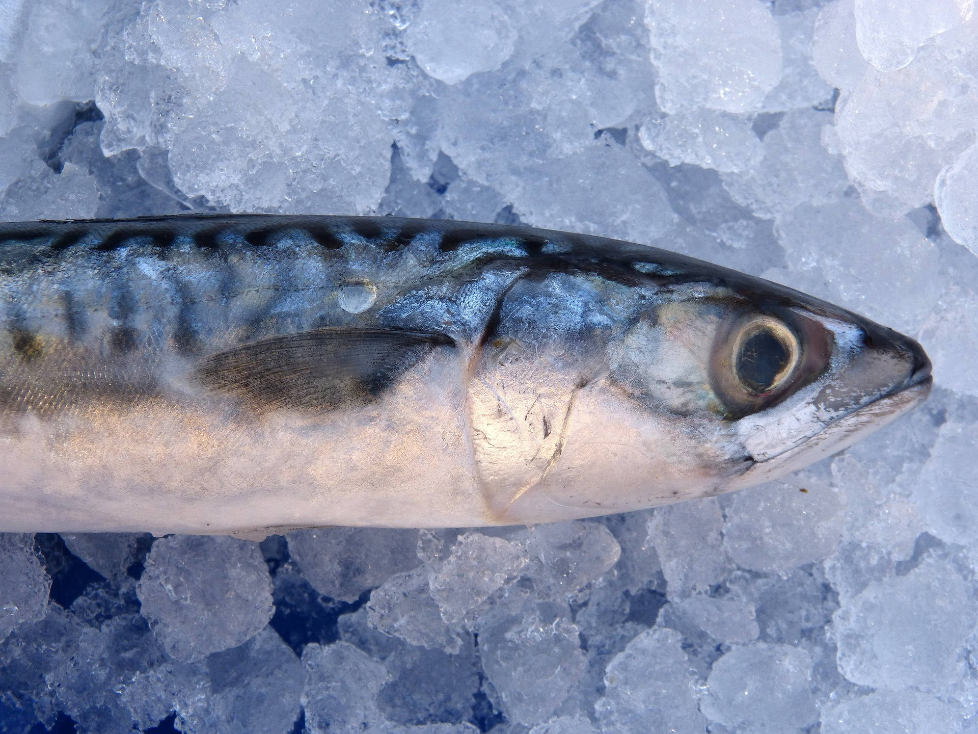 Blue Mackerel Fish On Ice Background