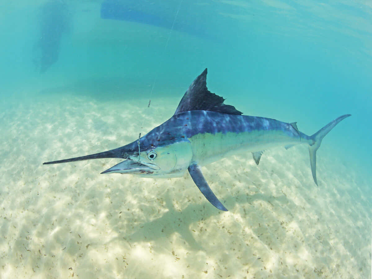 Blue Marlin Swimming Underwater.jpg Background