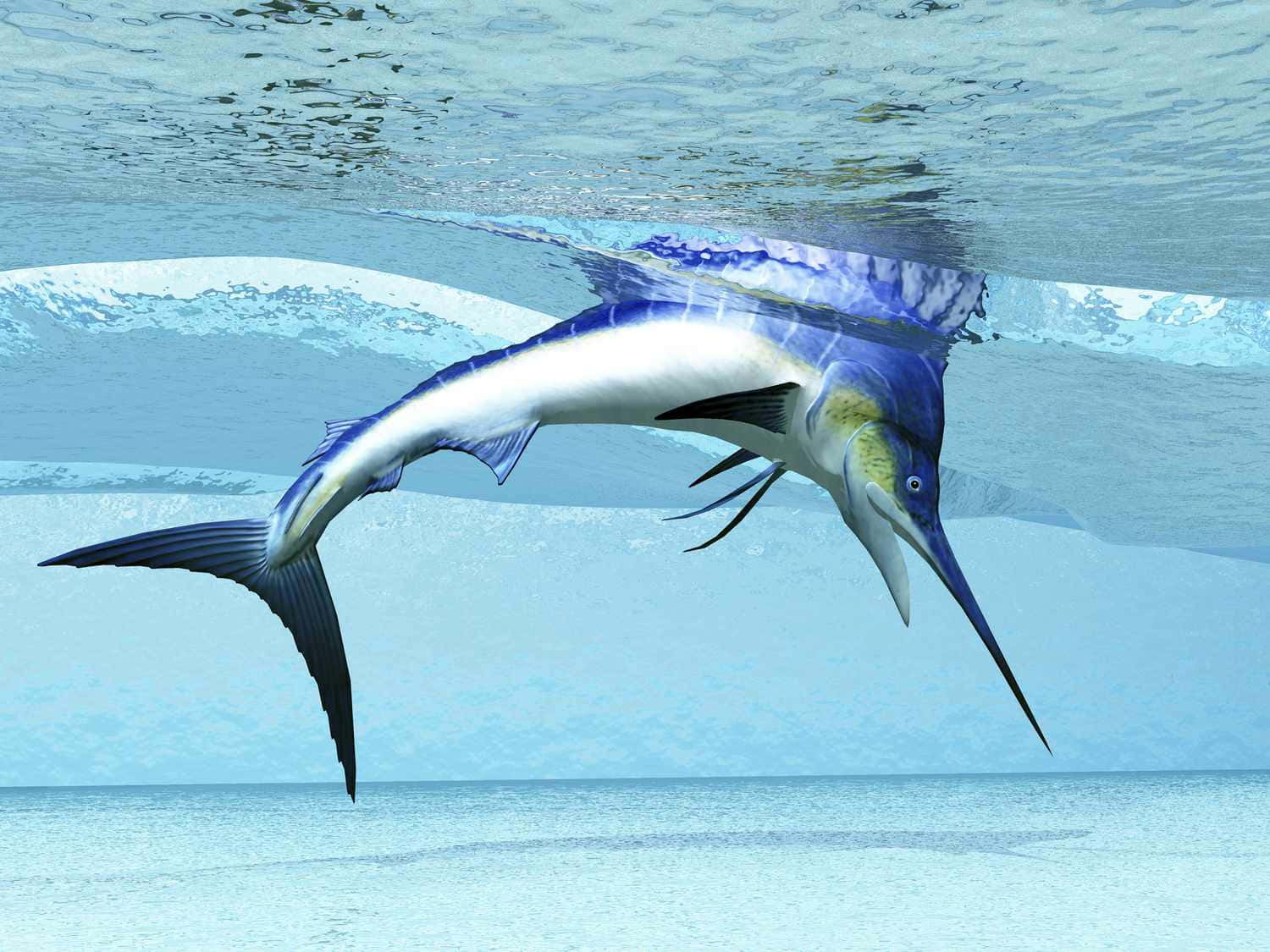 Blue Marlin Swimming Underwater Background