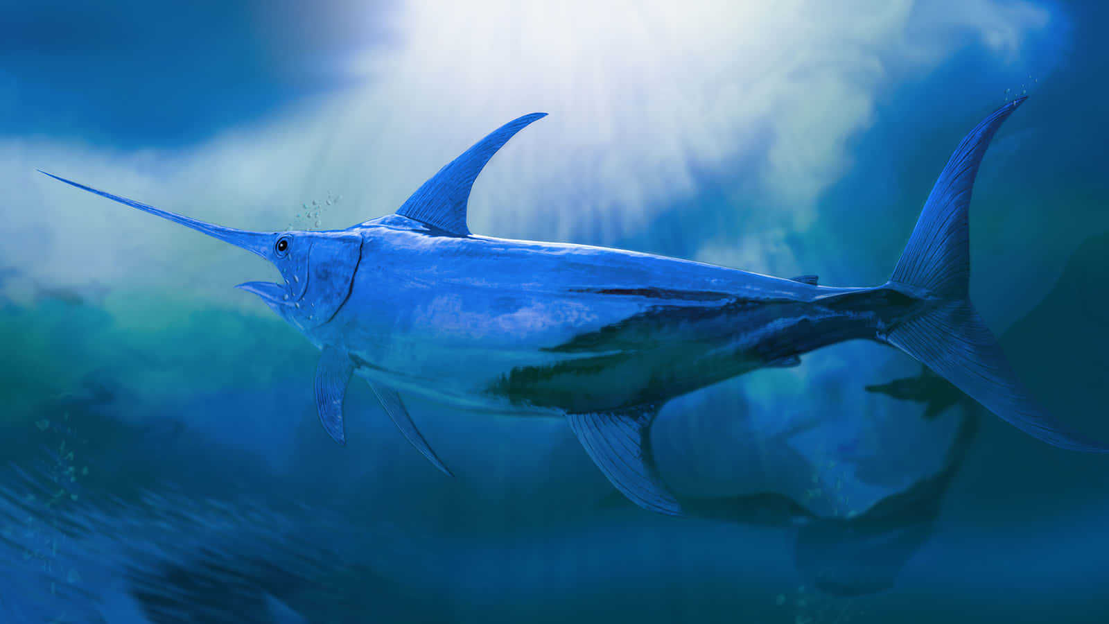 Blue Marlin Underwater Swimming.jpg Background