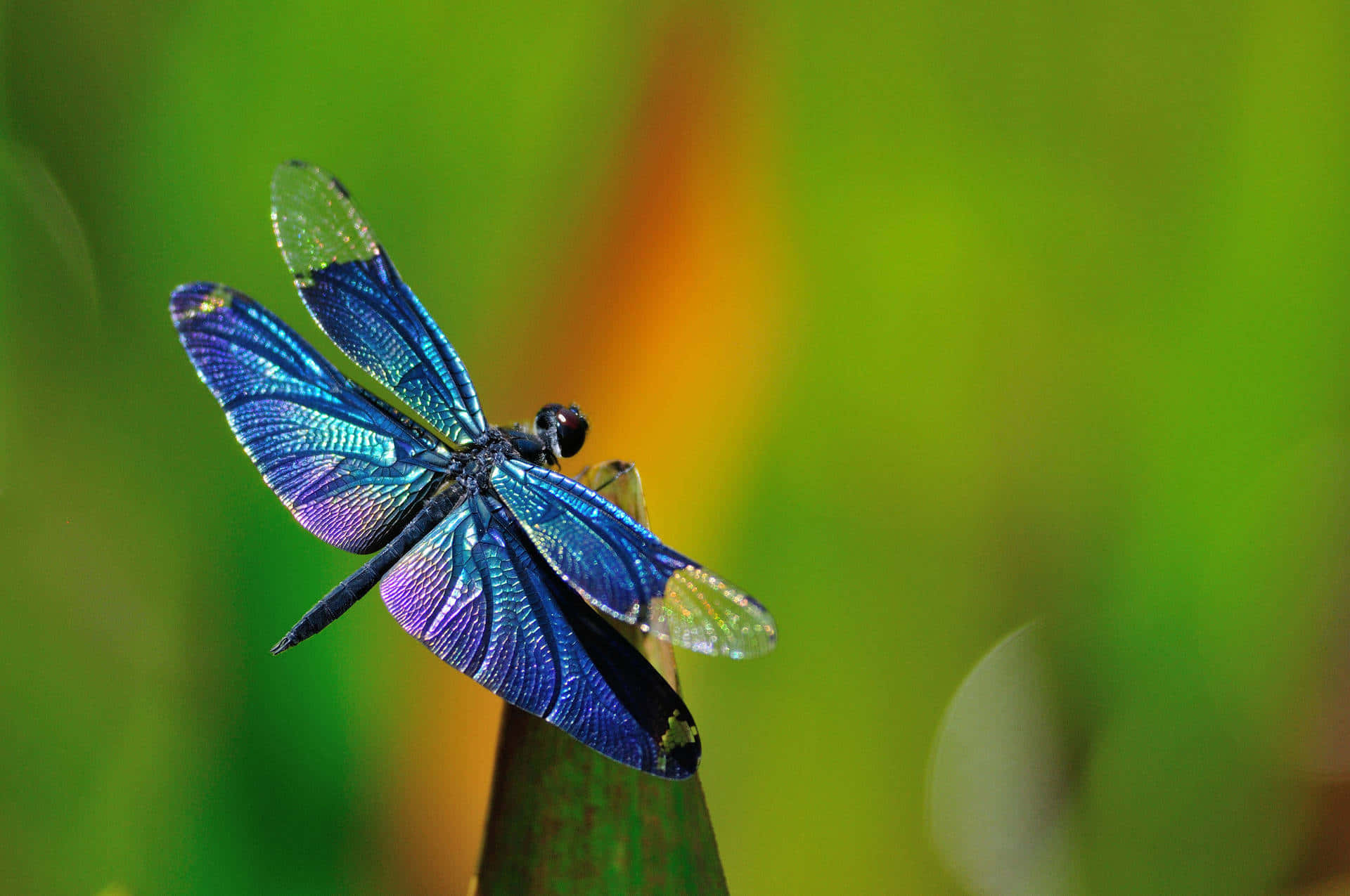 Blue Metalica Dragonfly Insects Background