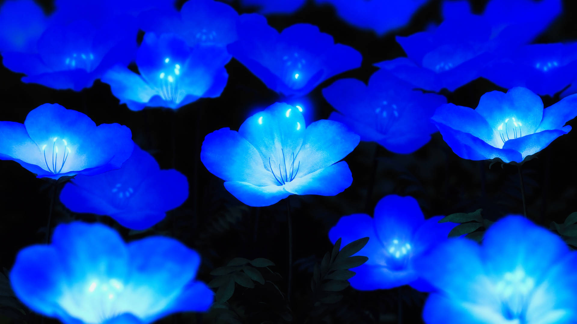 Blue Morning Glory Full Screen 4k Flowers Background