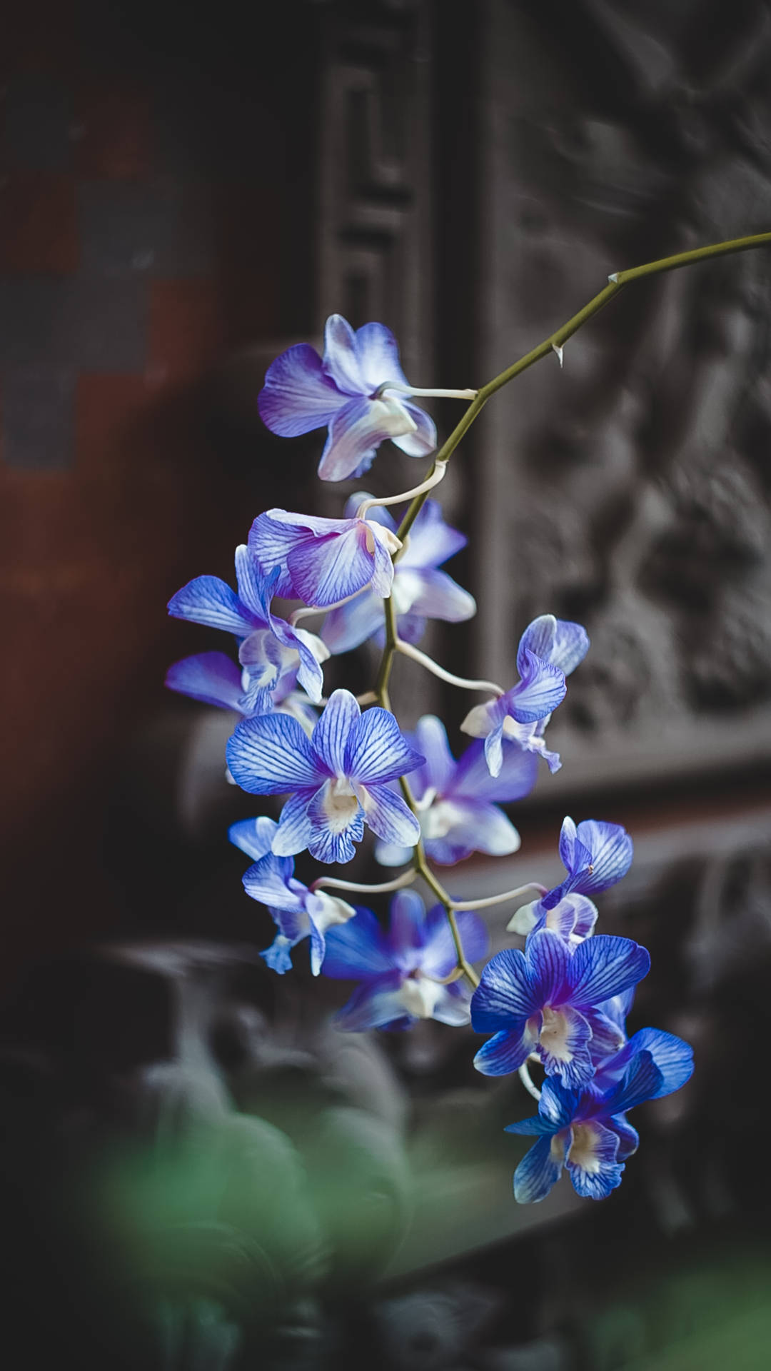 Blue Moth Orchids Background