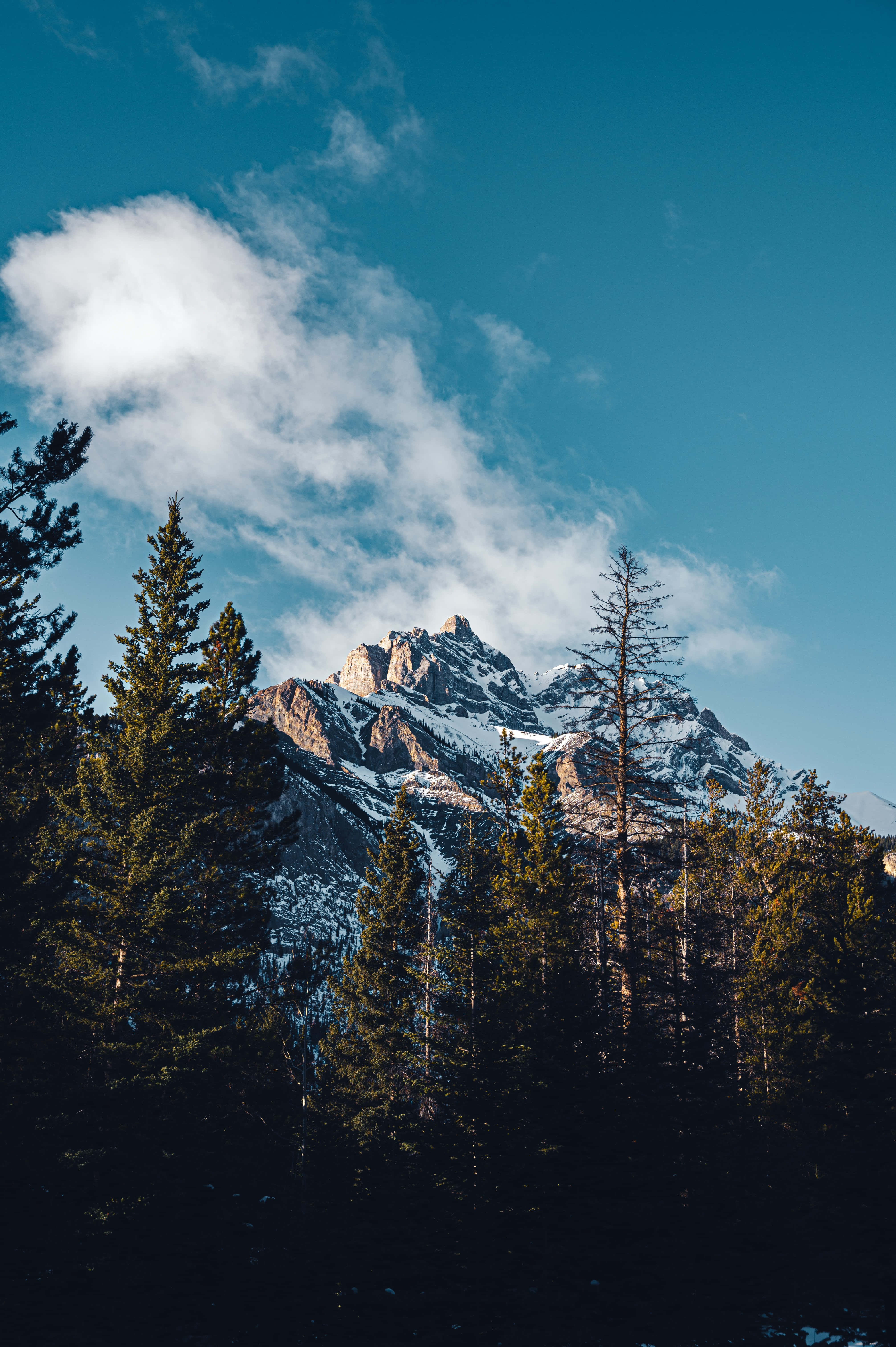 Blue Mountain Forest View Background