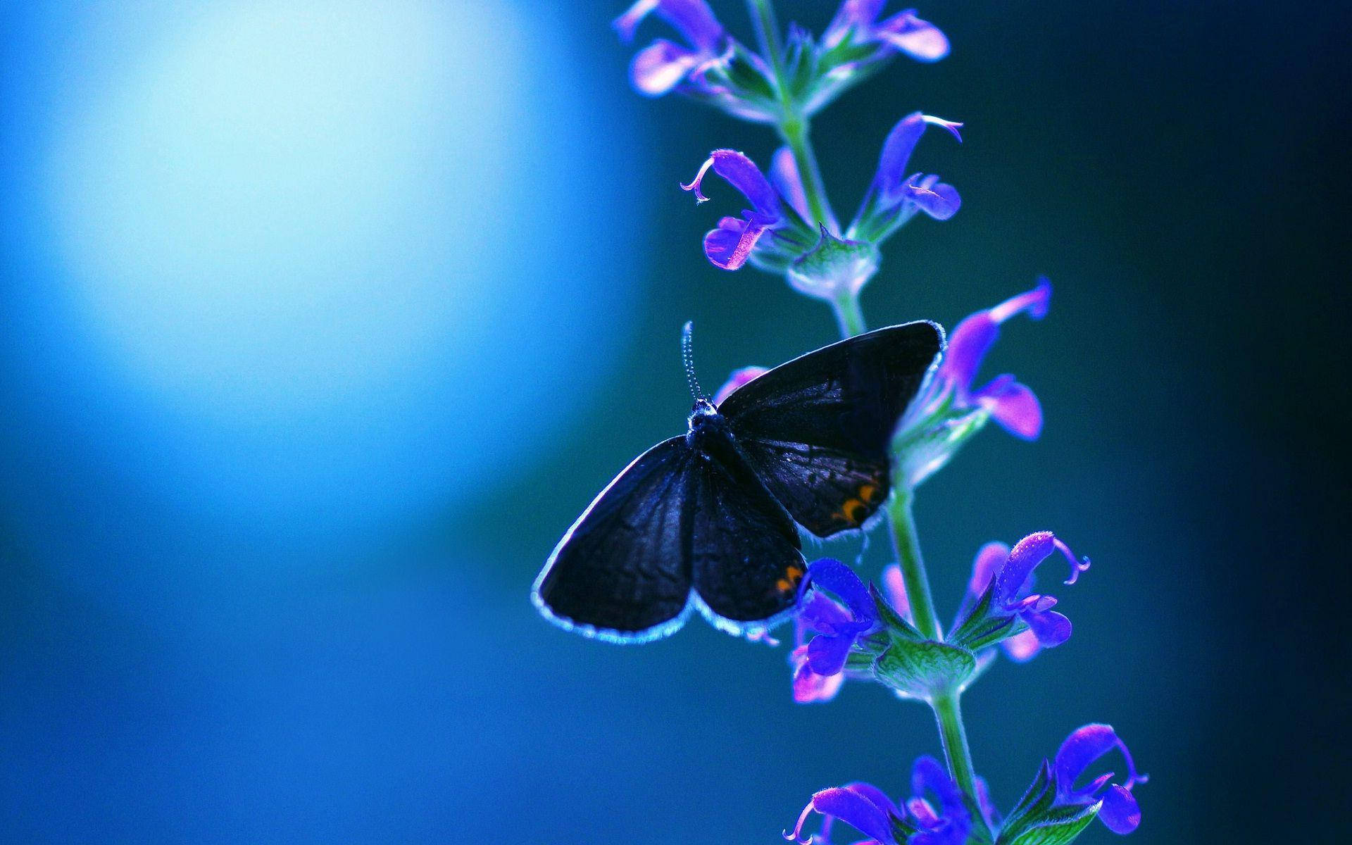 Blue Night And Purple Wildflower Butterfly Background
