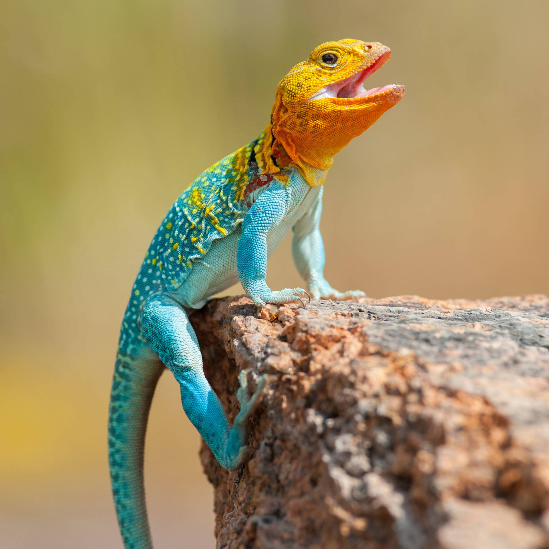 Blue Orange Eastern Collared Lizard Mouth Open Background