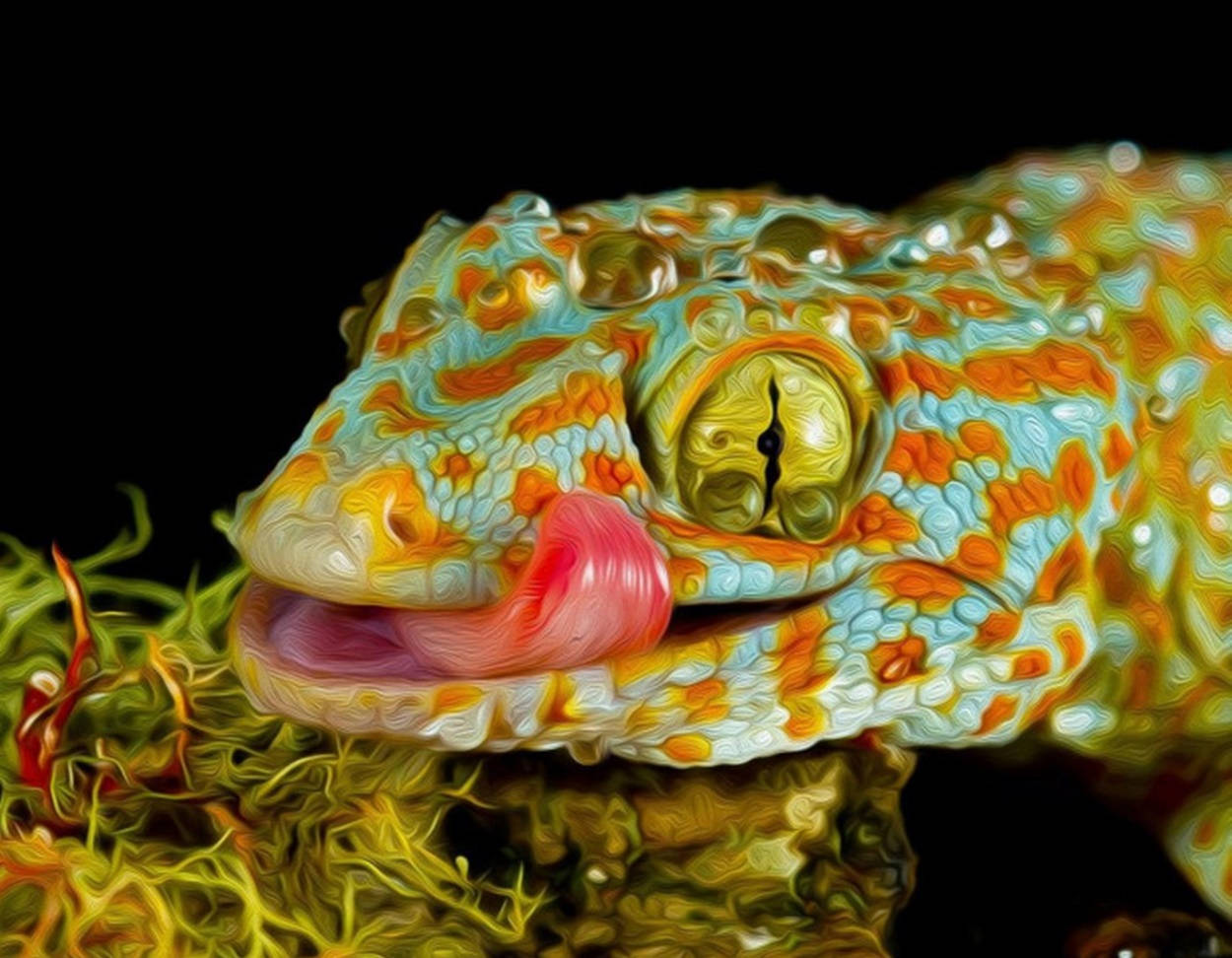 Blue Orange Gecko Face Licking