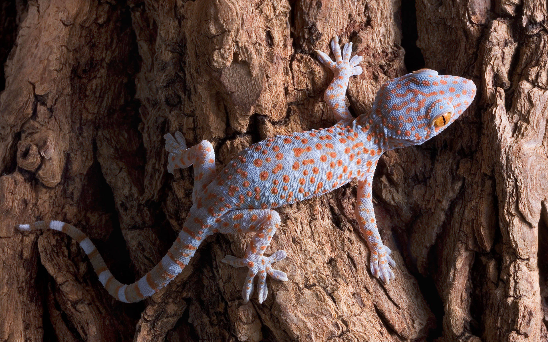 Blue Orange Tokay Gecko