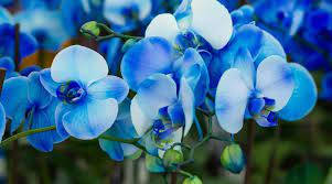 Blue Orchid Variety Background