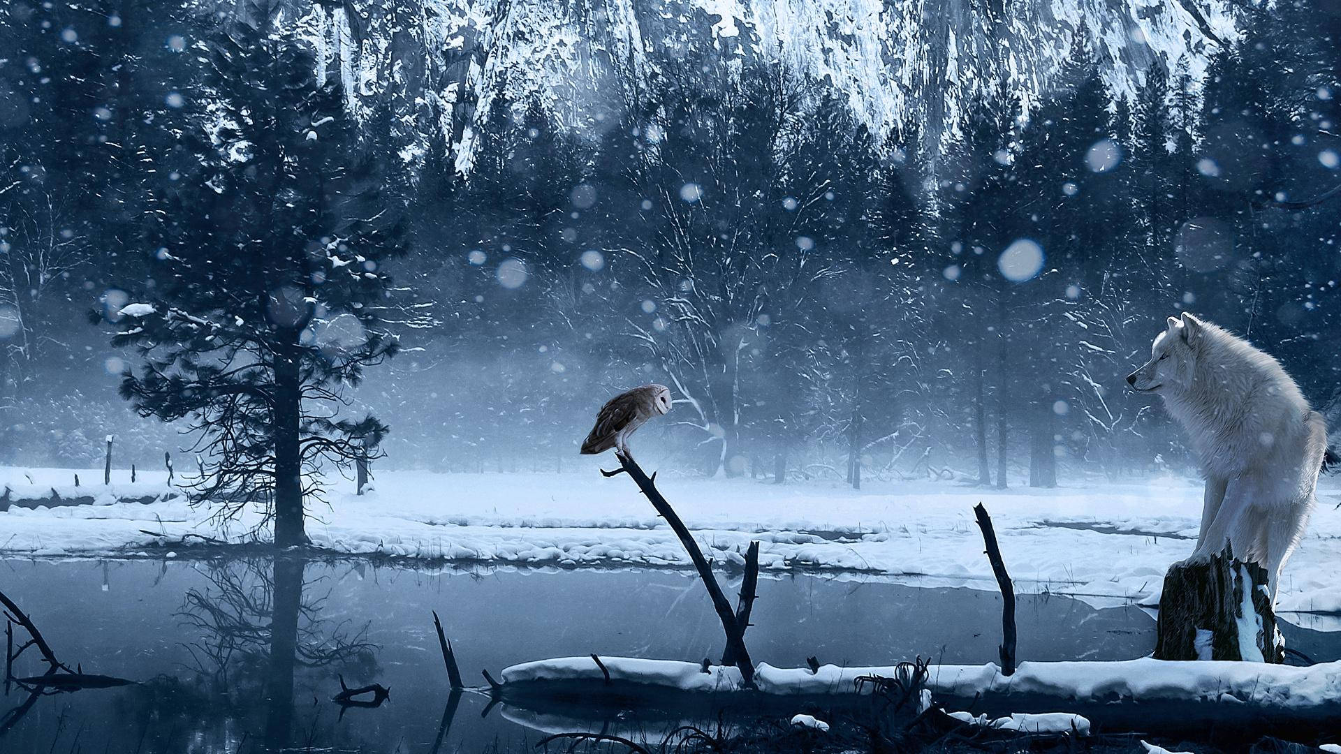 Blue Owl And A Wolf Background