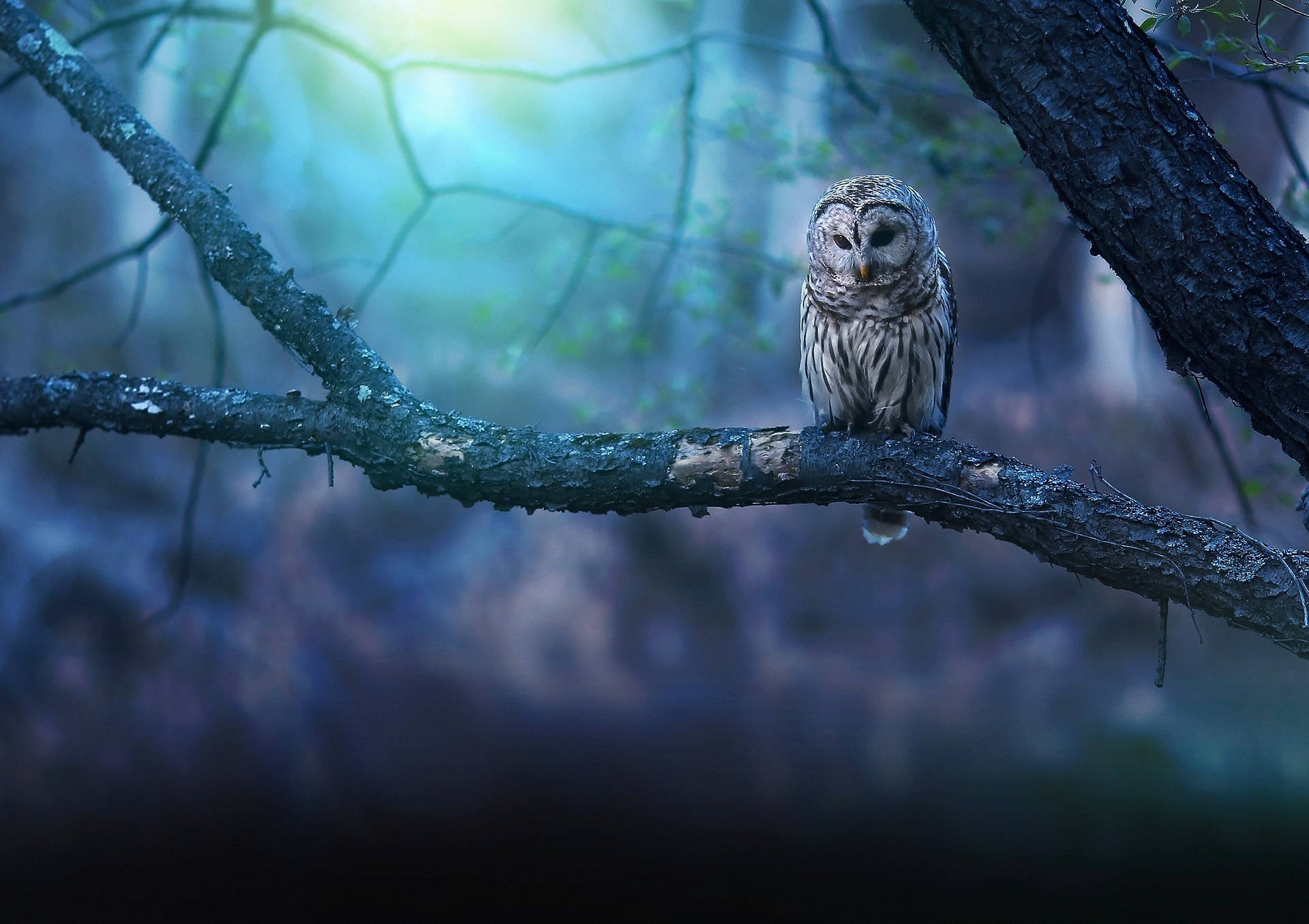 Blue Owl Branch Of Tree