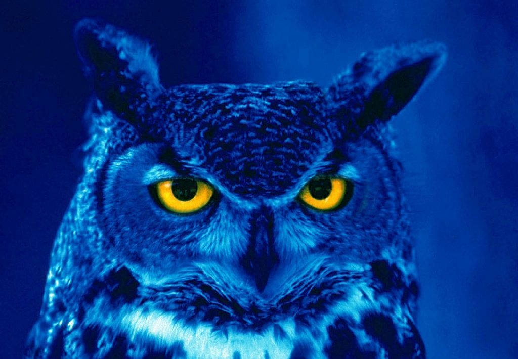 Blue Owl Close-up Background