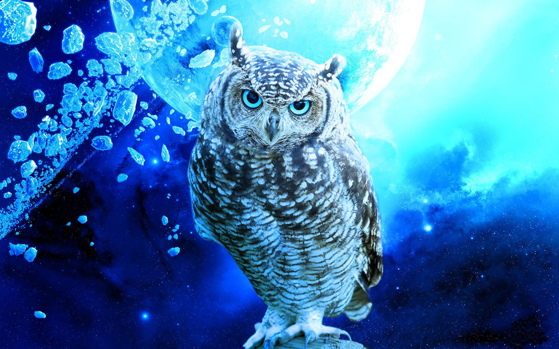 Blue Owl Feather Background