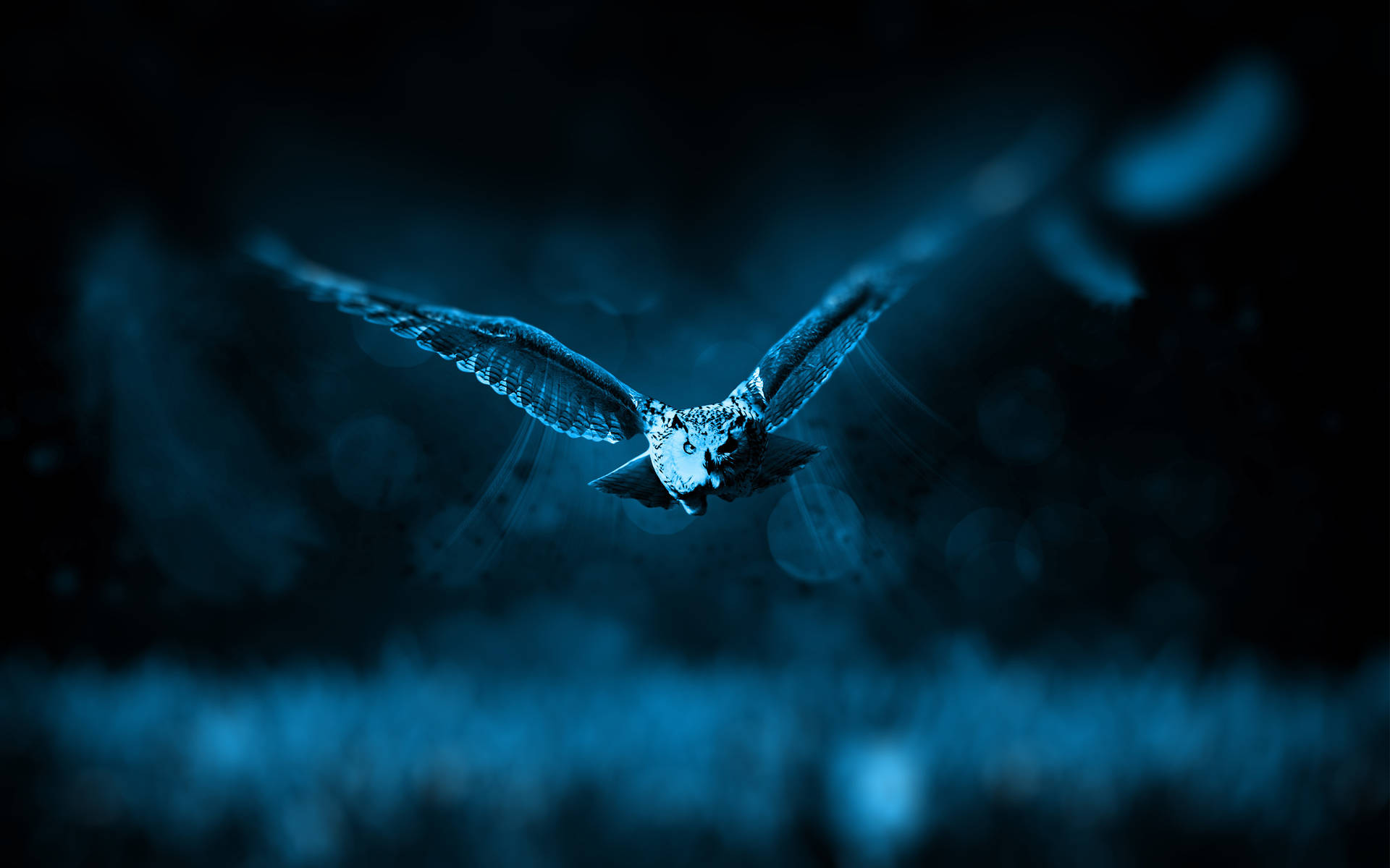 Blue Owl Flying Background