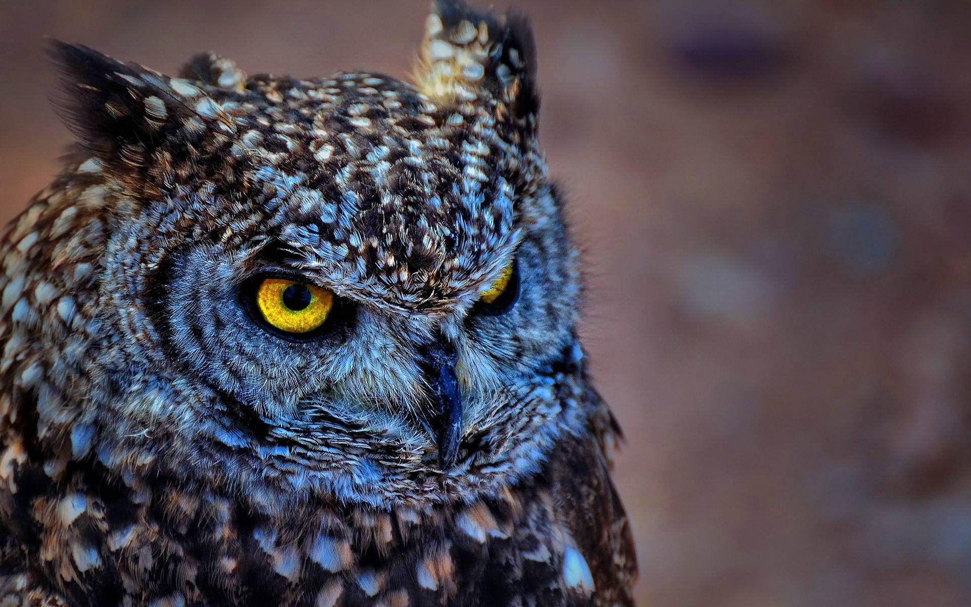 Blue Owl Focus Shot Background