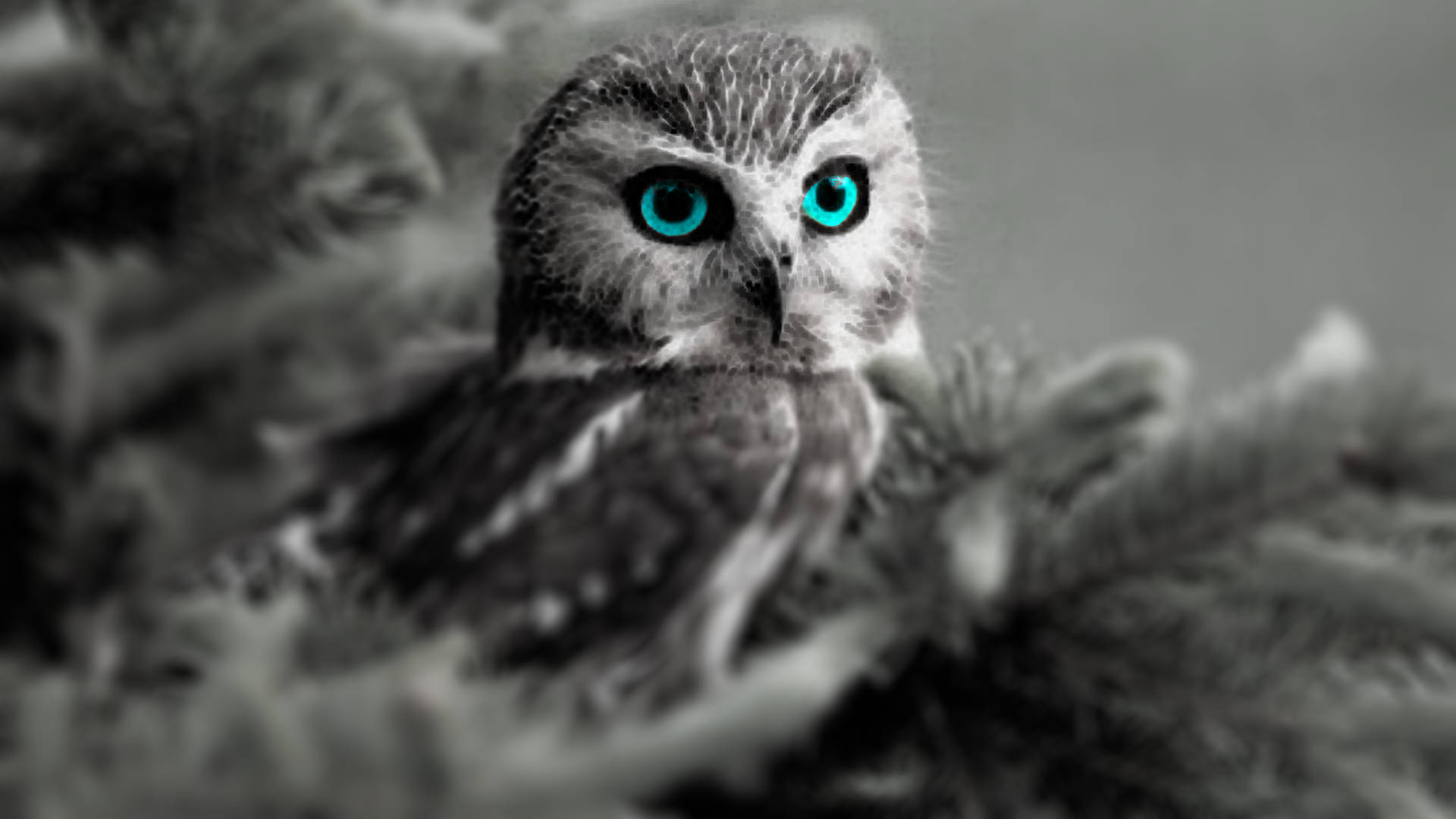 Blue Owl Monochrome