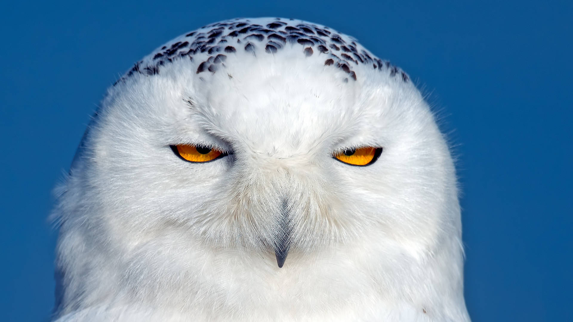 Blue Owl Sleepy Eyes Background