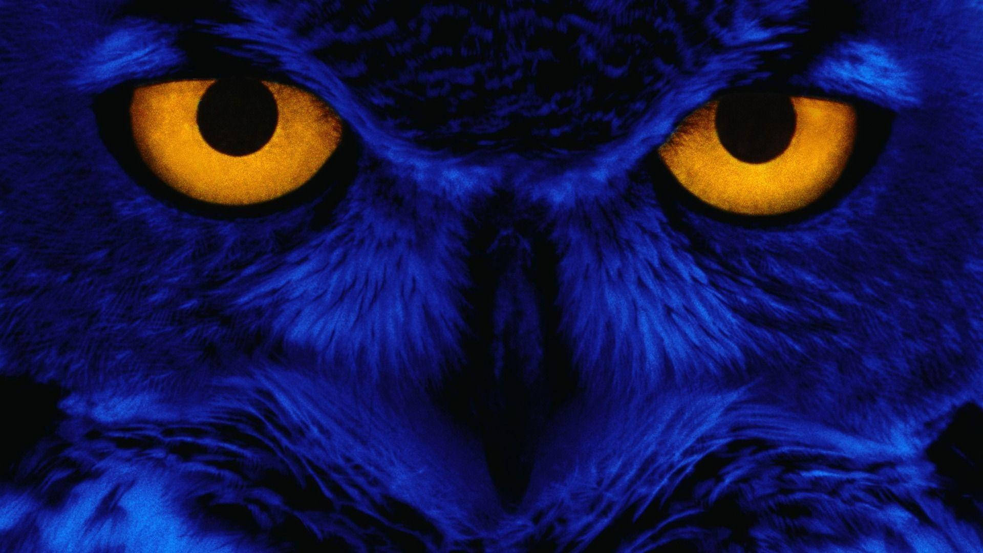 Blue Owl Yellow Eyes Background