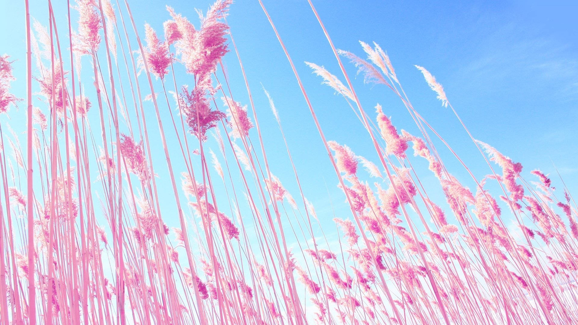 Blue Pastel Aesthetic Pink Field Background