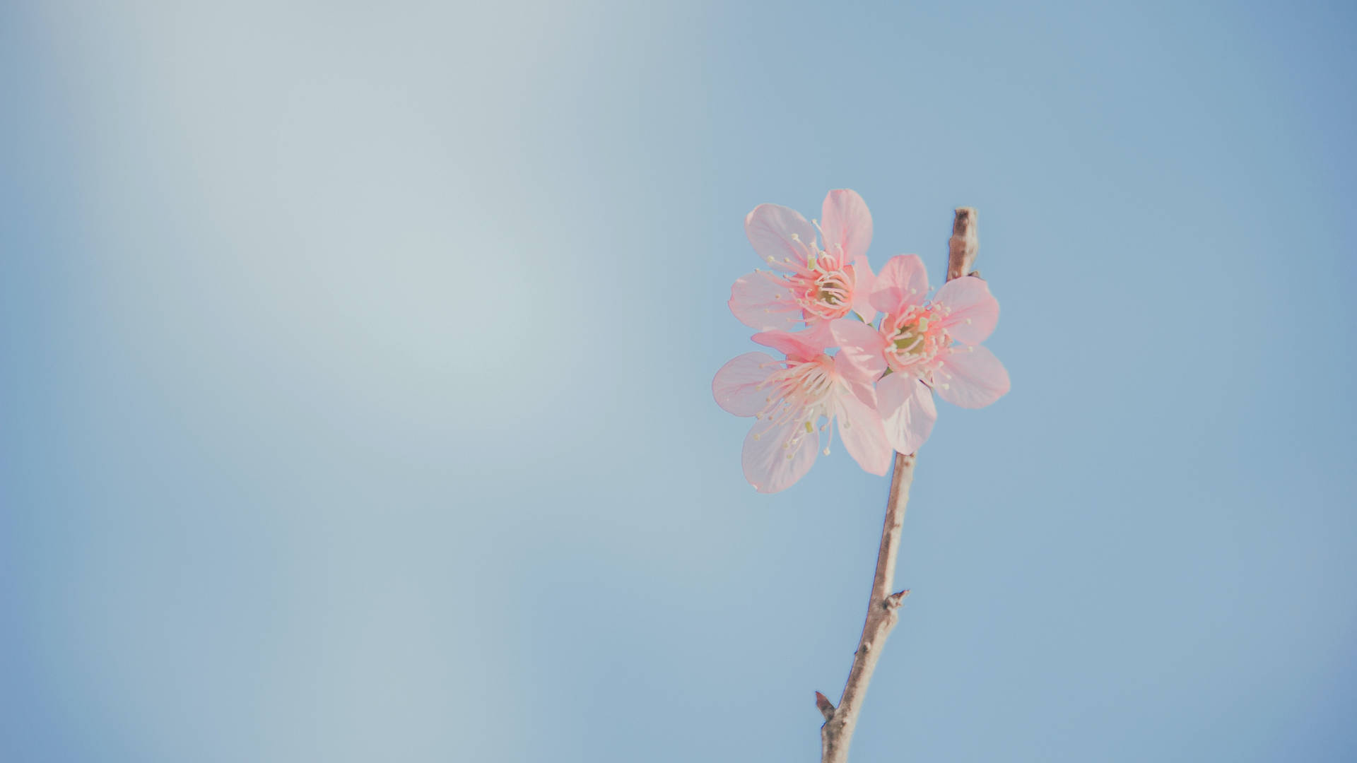 Blue Pastel Aesthetic Pink Flower Background