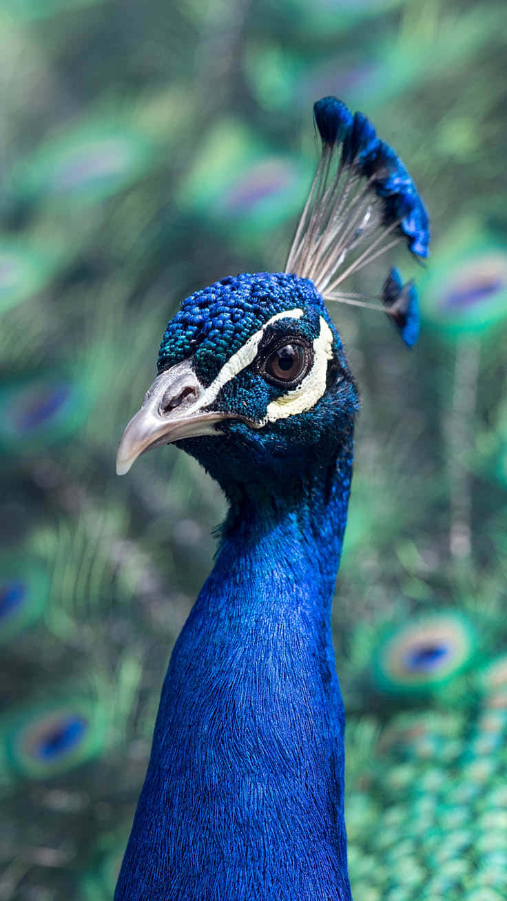 Blue Peacock Bird Iphone