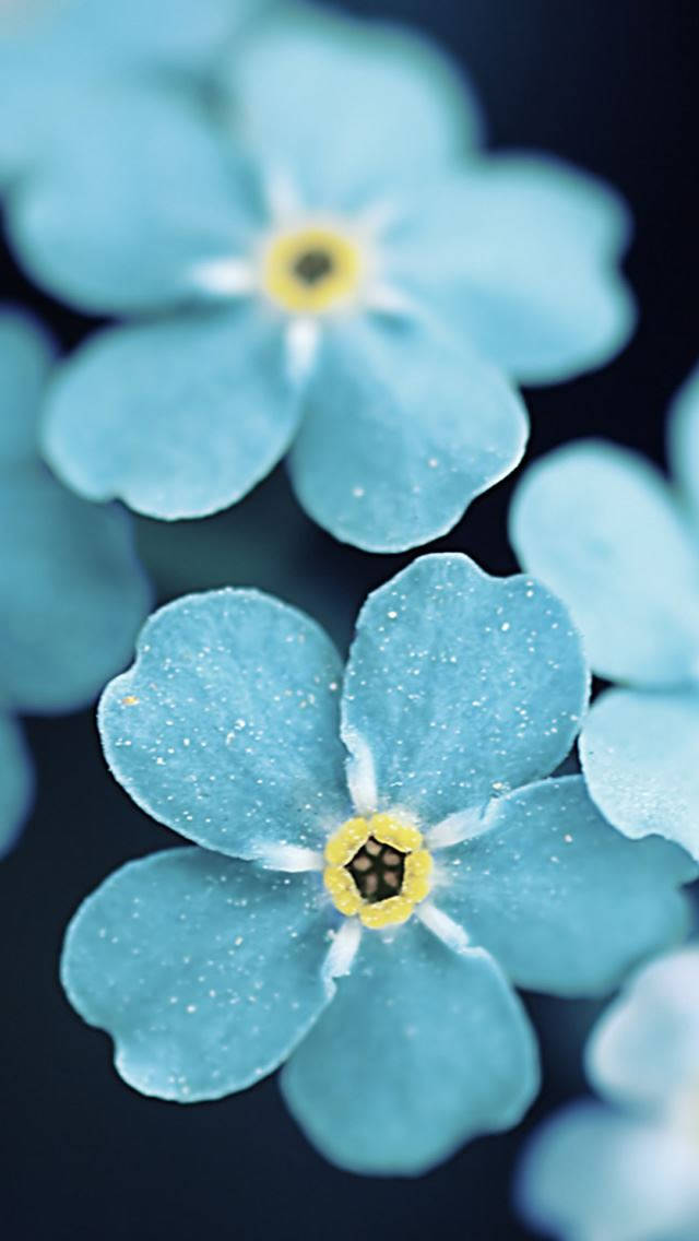 Blue Petaled Flower Iphone Background