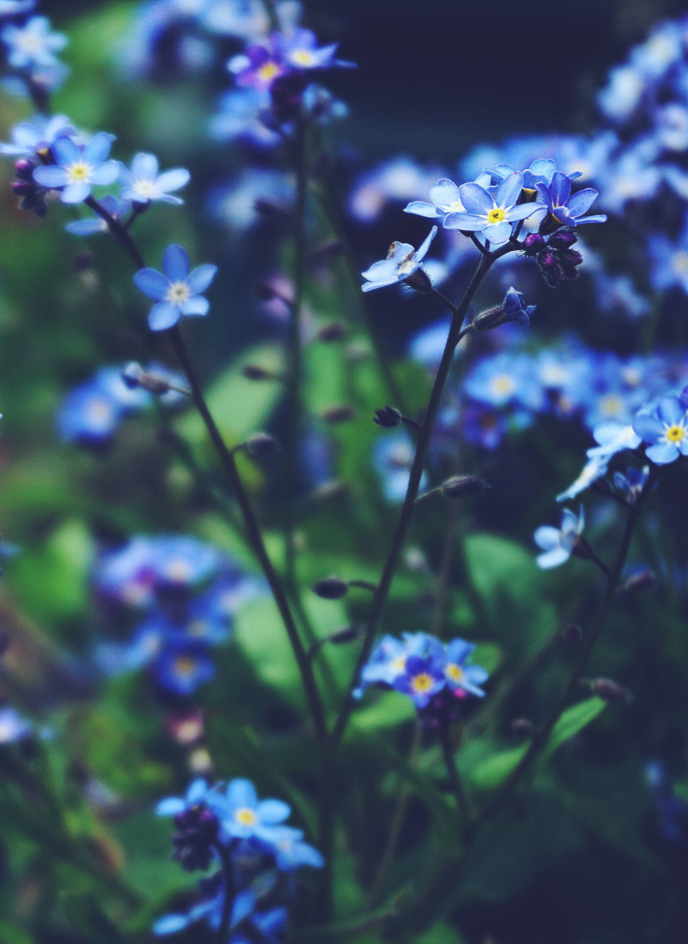 Blue Petite Myosotis Flowers Background