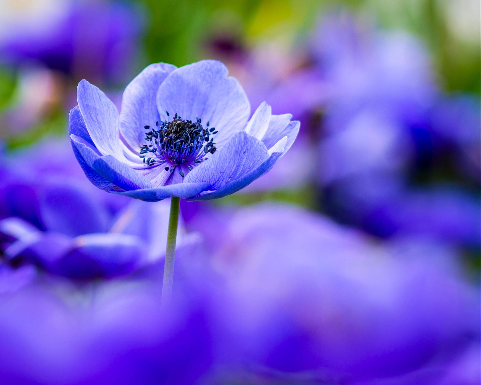 Blue Poppies Background