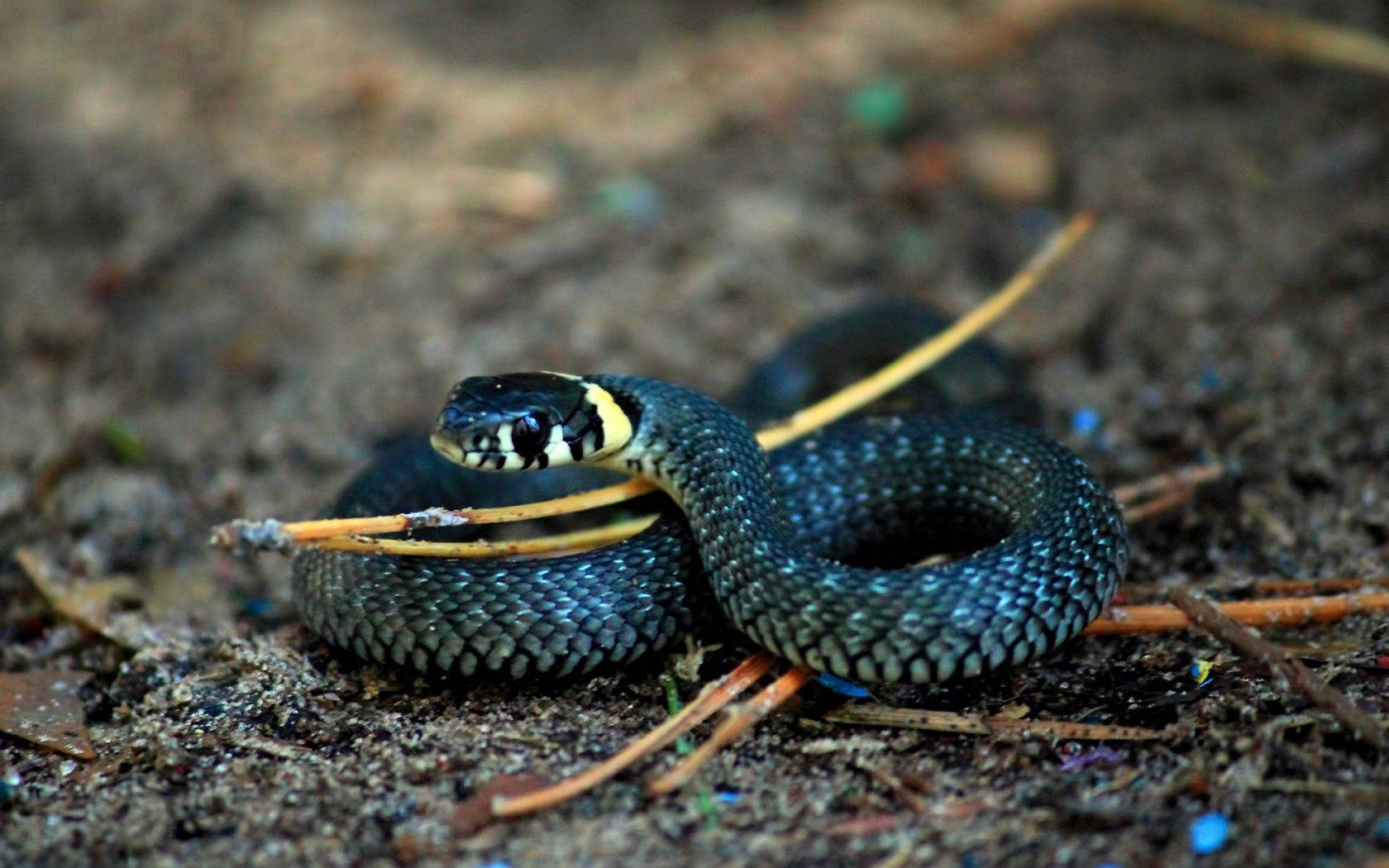Blue Ringed Snake Background