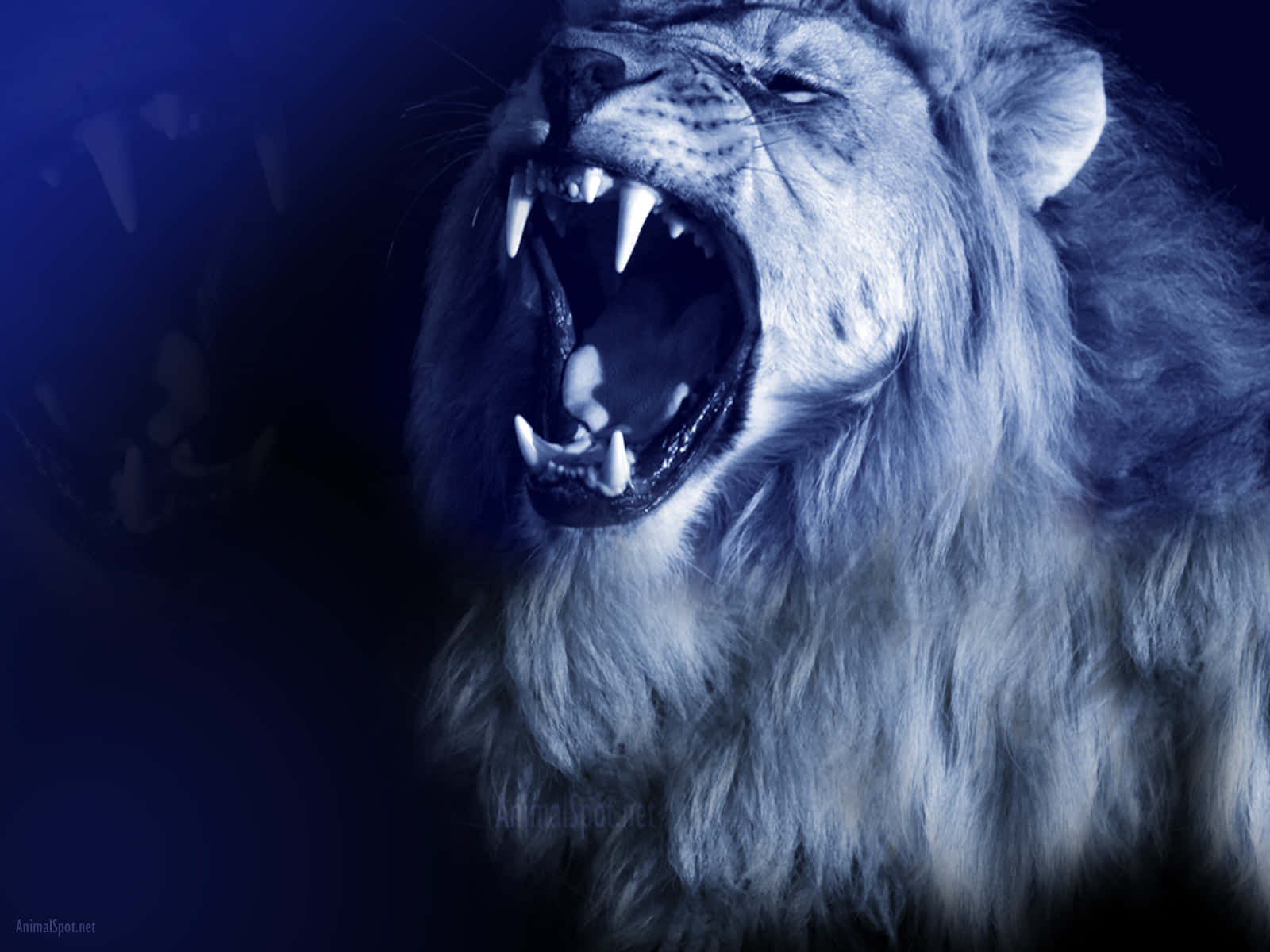 Blue Roaring Lion Background