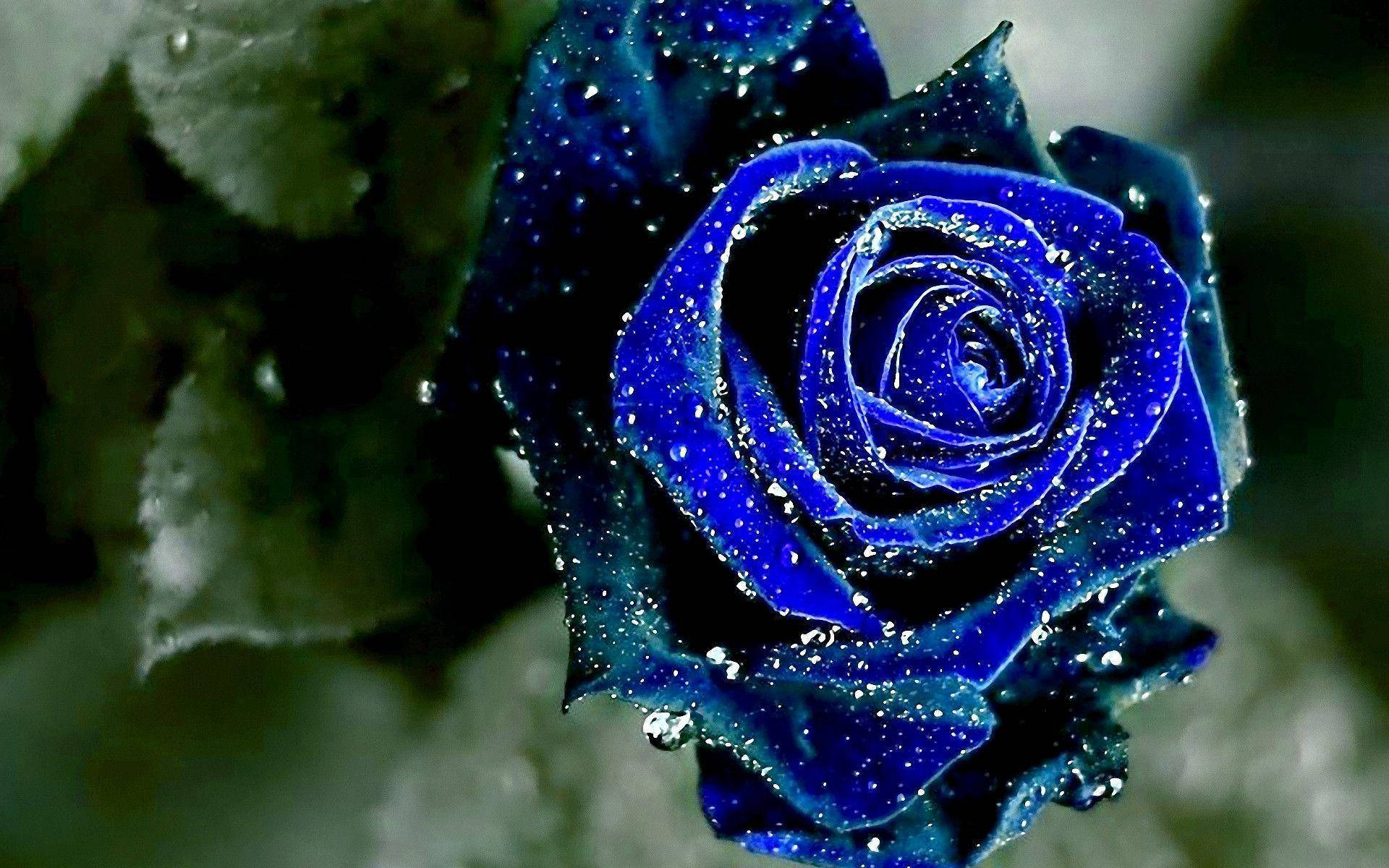 Blue Rose Aesthetic Background