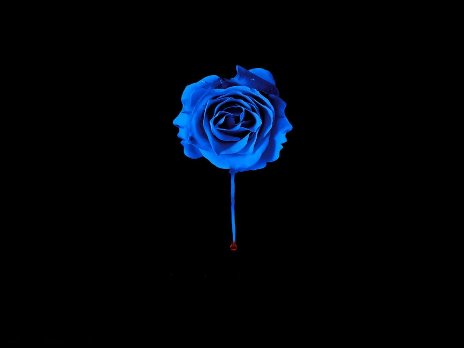 Blue Rose Black Background Background