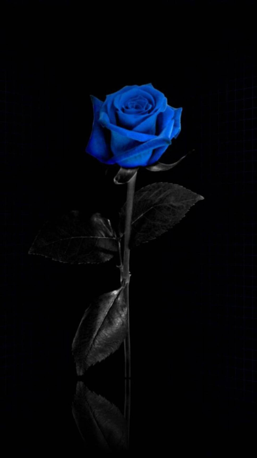Blue Rose Flower Apple Background