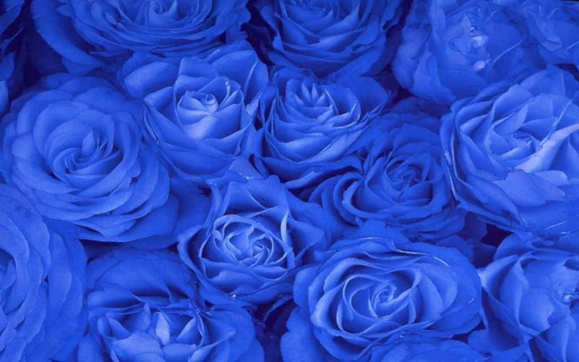 Blue Roses In A Vase Background