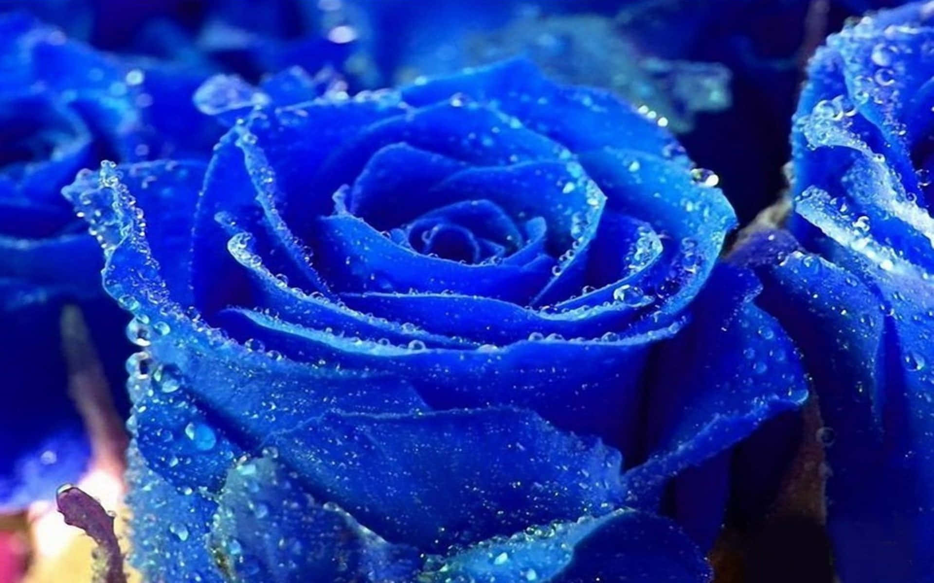 Blue Roses With Water Droplets On Them Background