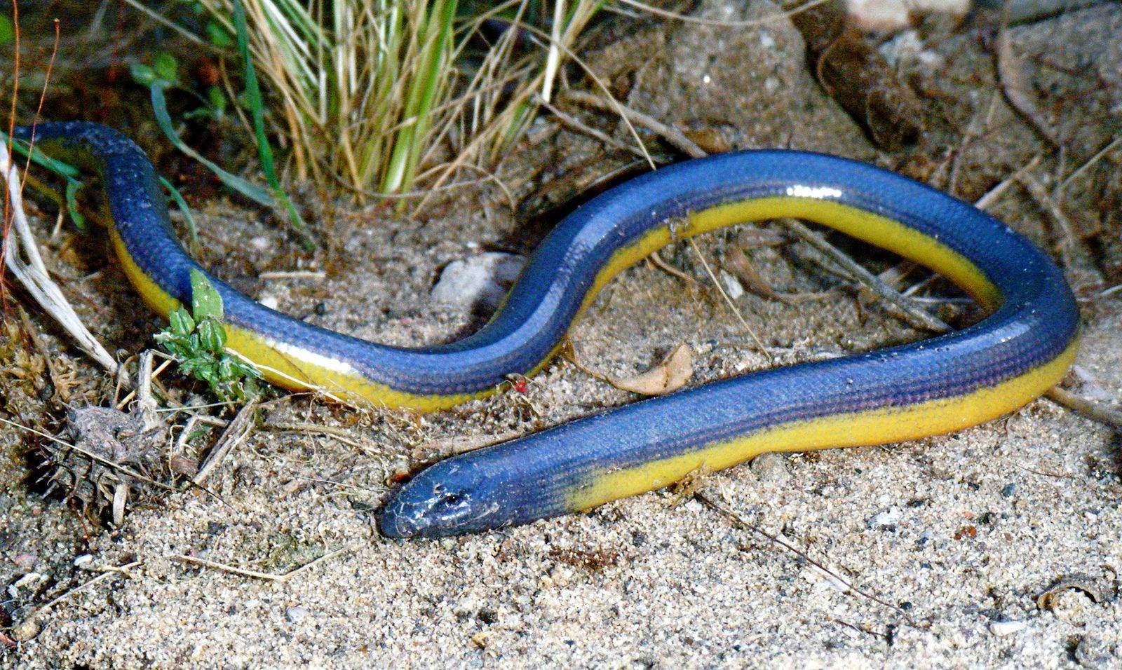 Blue-scaled California Legless Glass Lizard