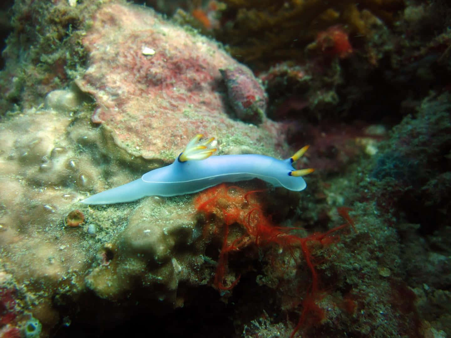 Blue Sea Slug On Coral Reef.jpg Background