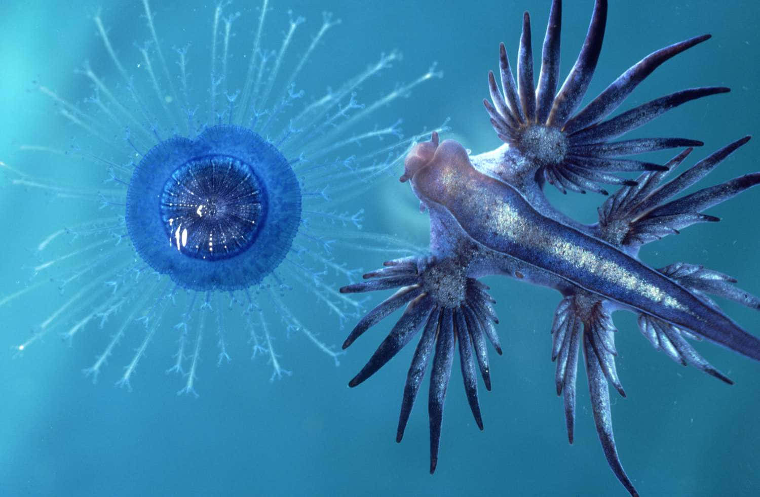 Blue Sea Slugand Jellyfish Background