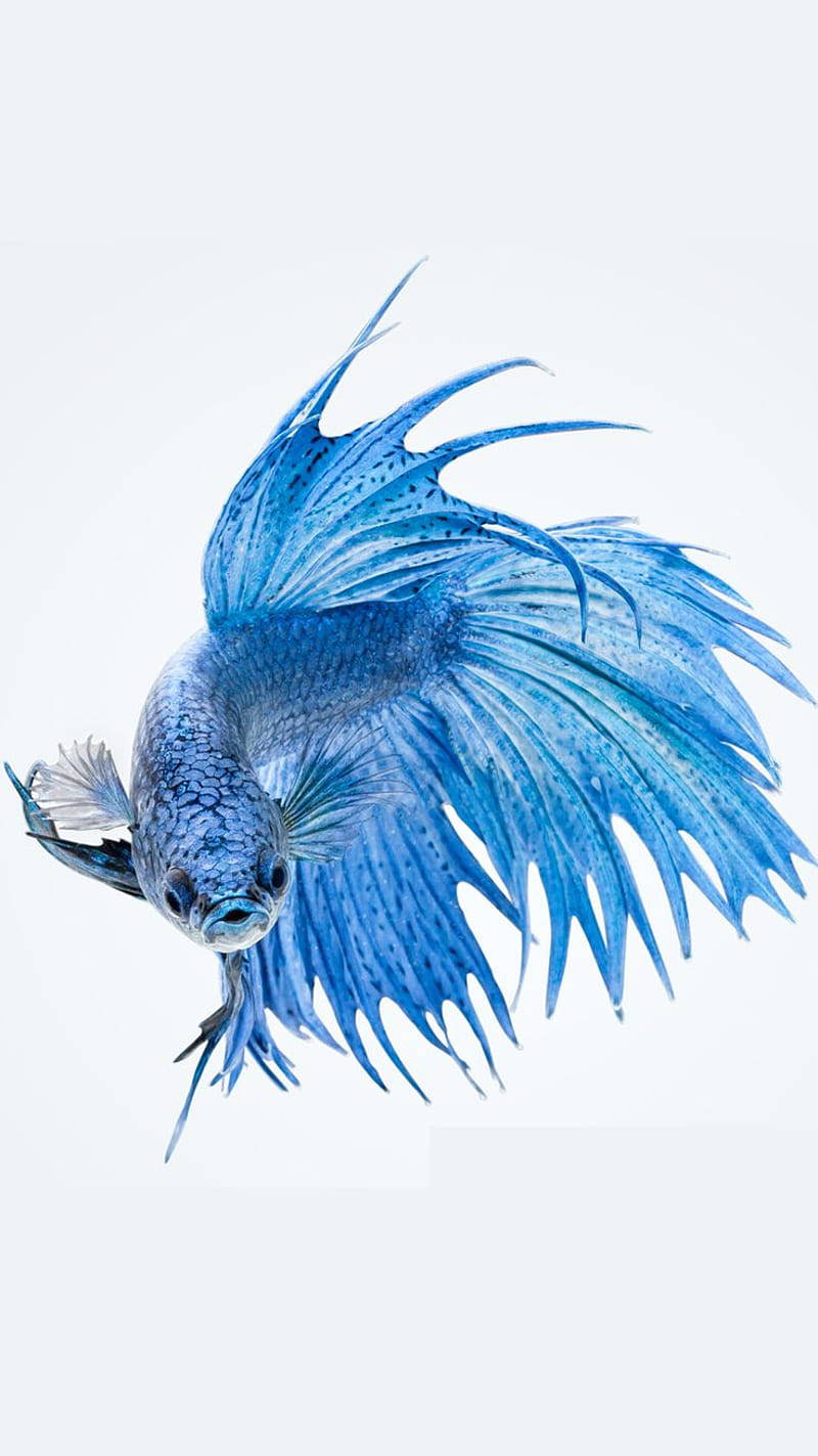 Blue Siamese Fighting Fish Ios 6