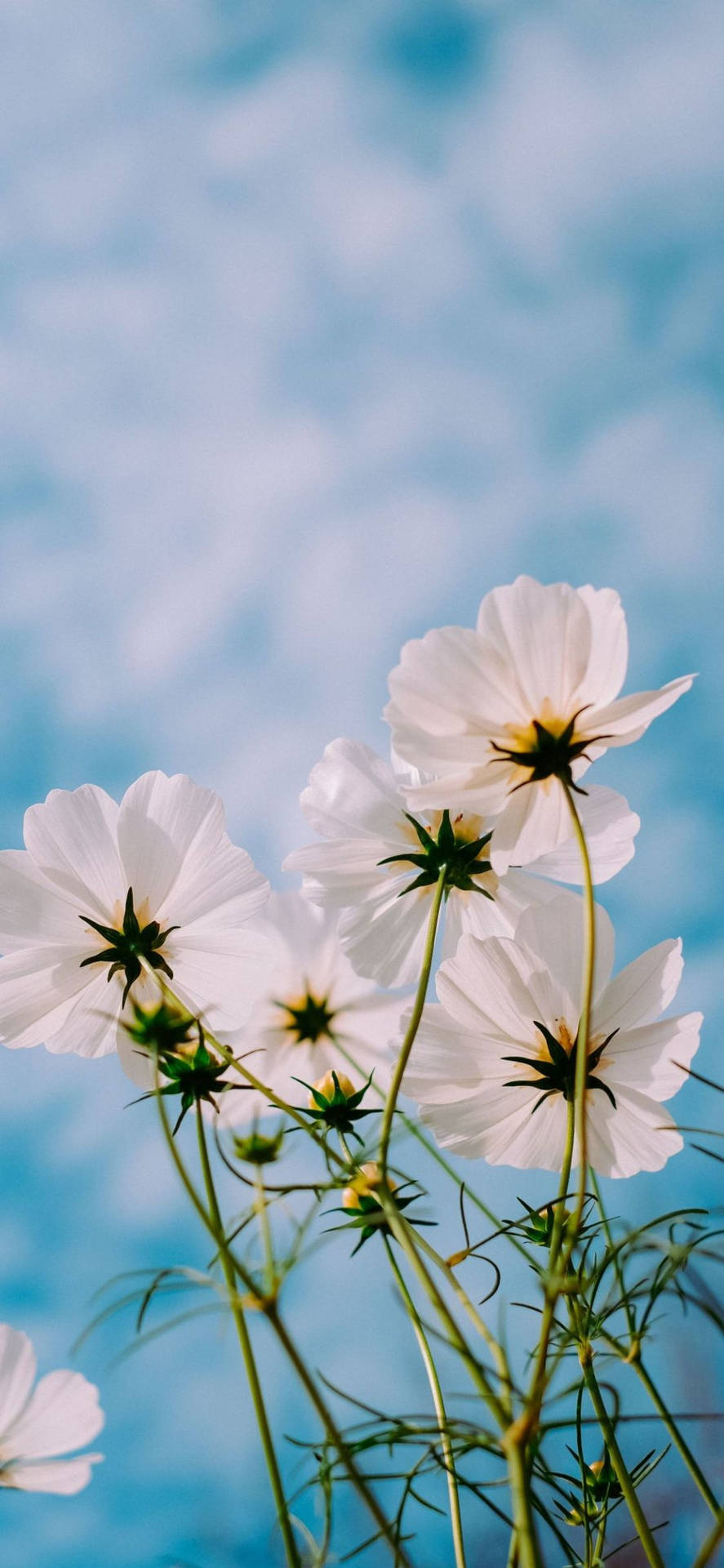 Blue Skies Cosmos Flowers Plants