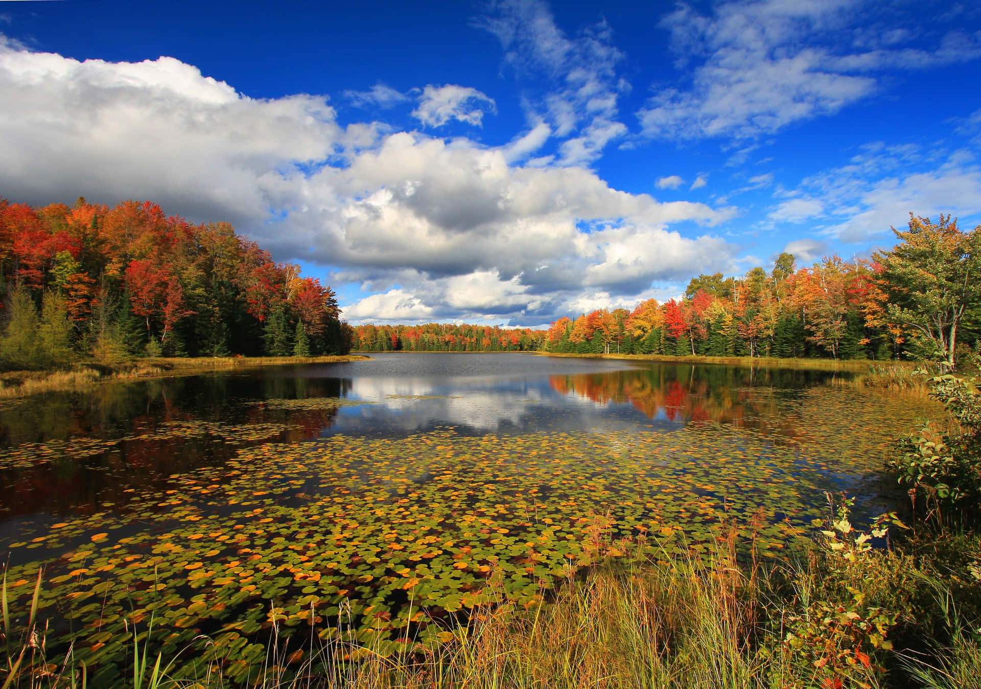 Blue Sky Aesthetic Early Fall Background