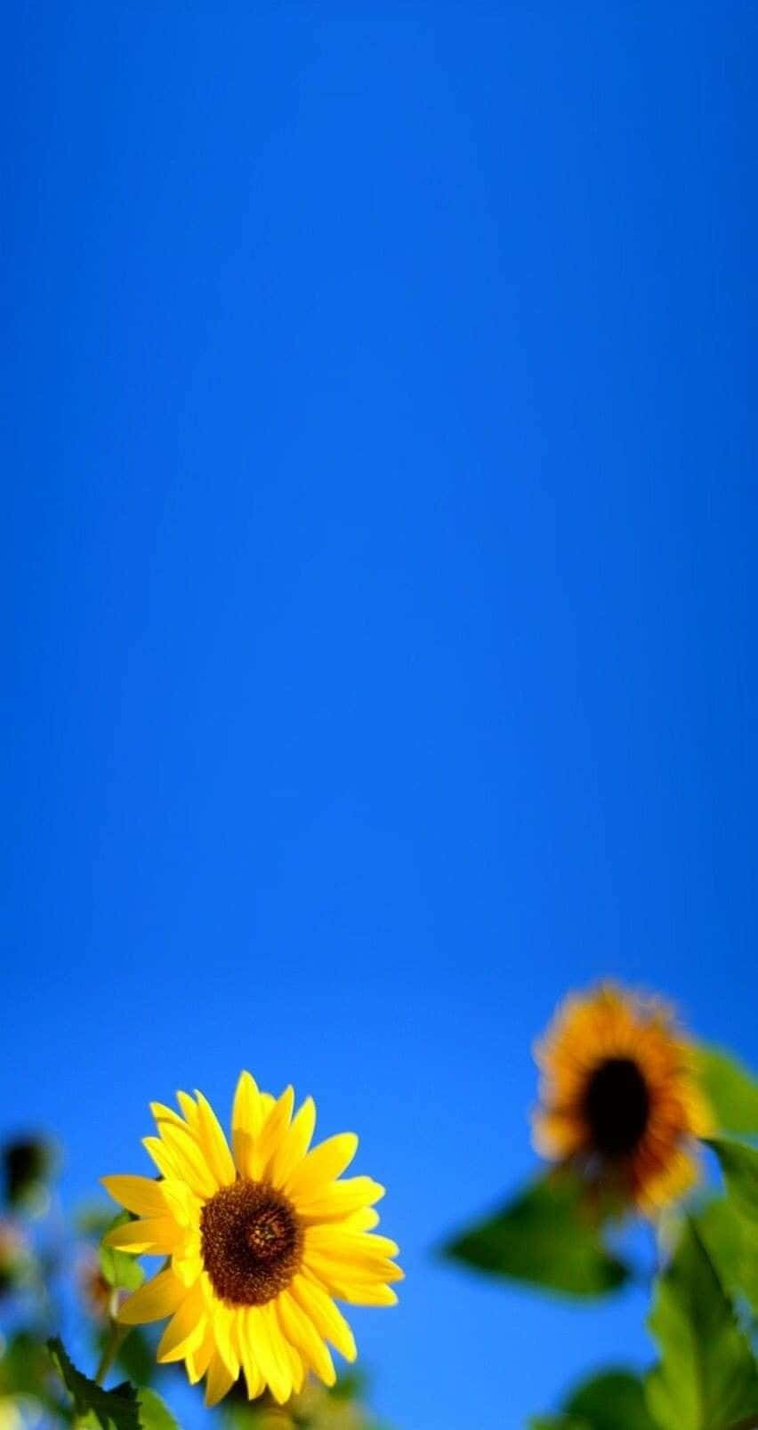 Blue Sky And Sunflower Aesthetic Iphone Background