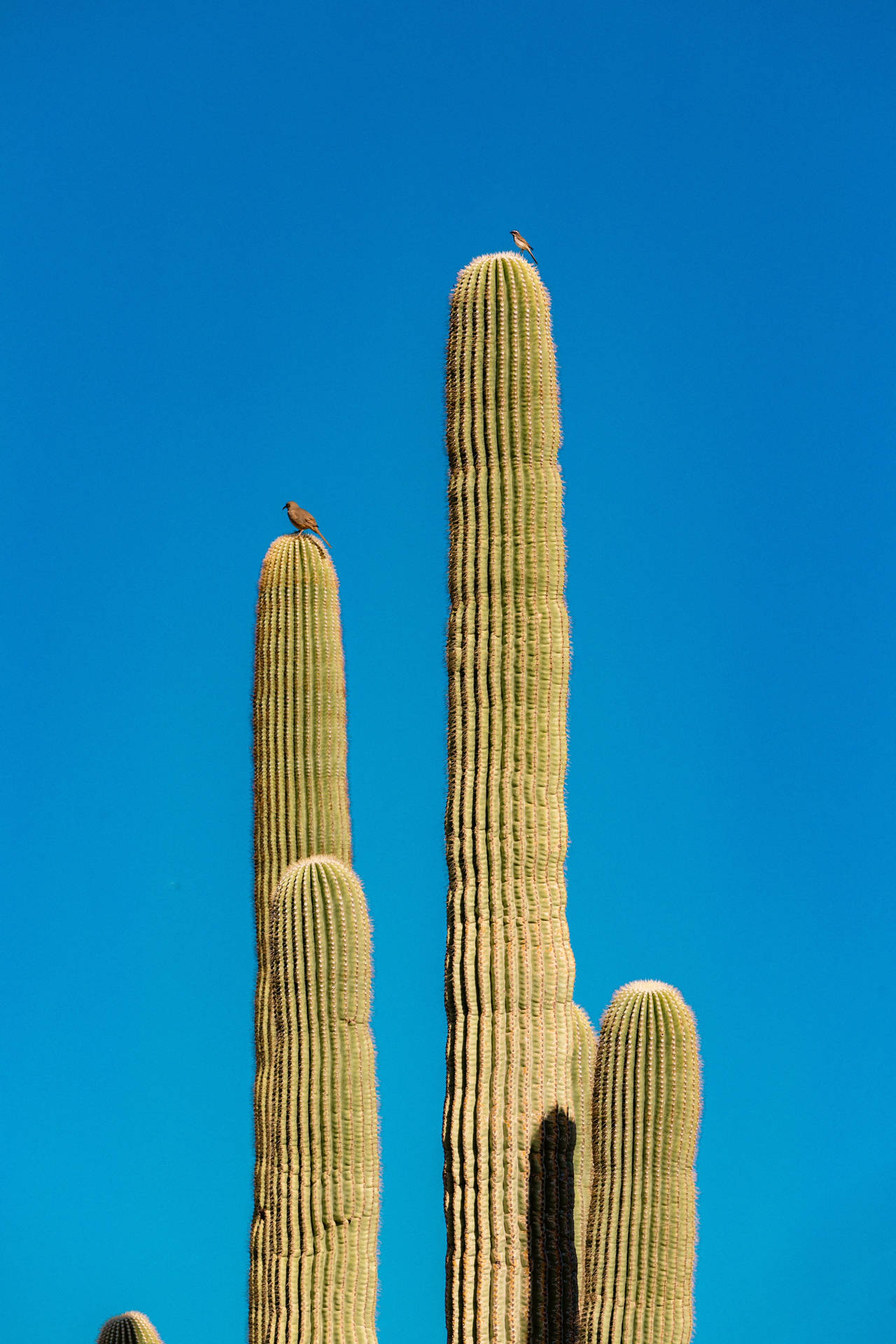 Blue Sky Cactus Plant Aesthetic Background