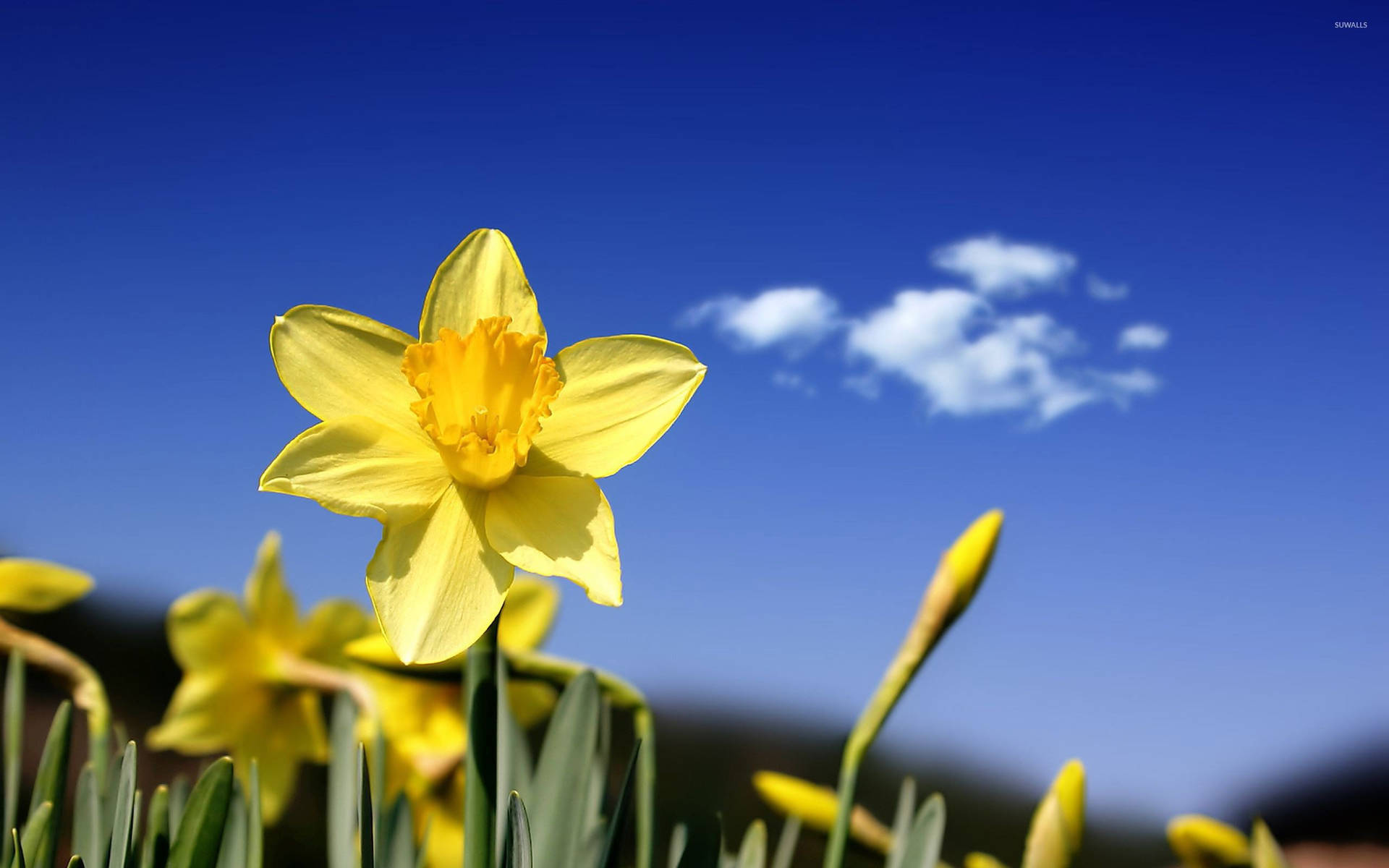 Blue Sky Over Macro Shot Daffodils Background