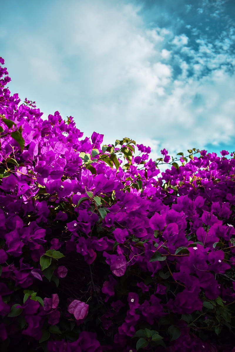 Blue Sky Purple Bougainvillea Background