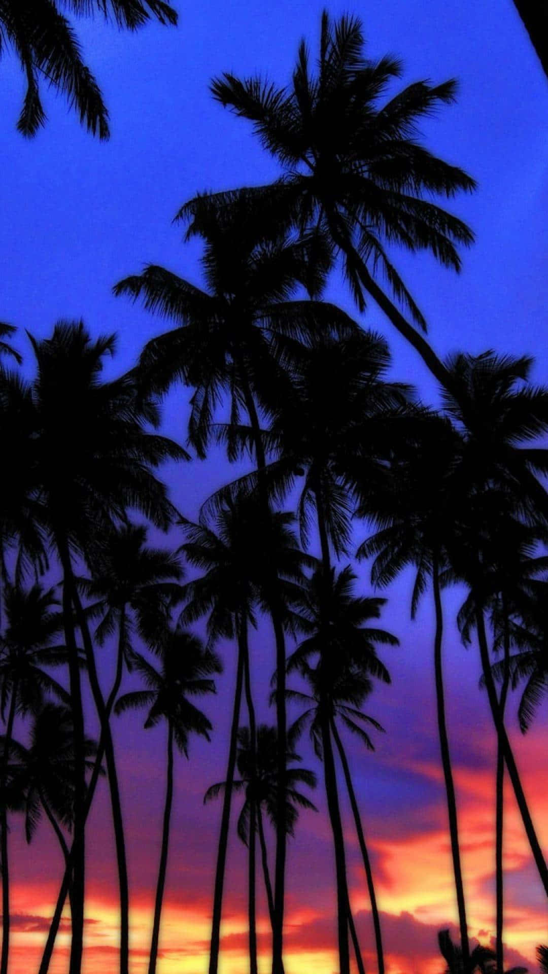 Blue Sky Sunset With Palm Tree