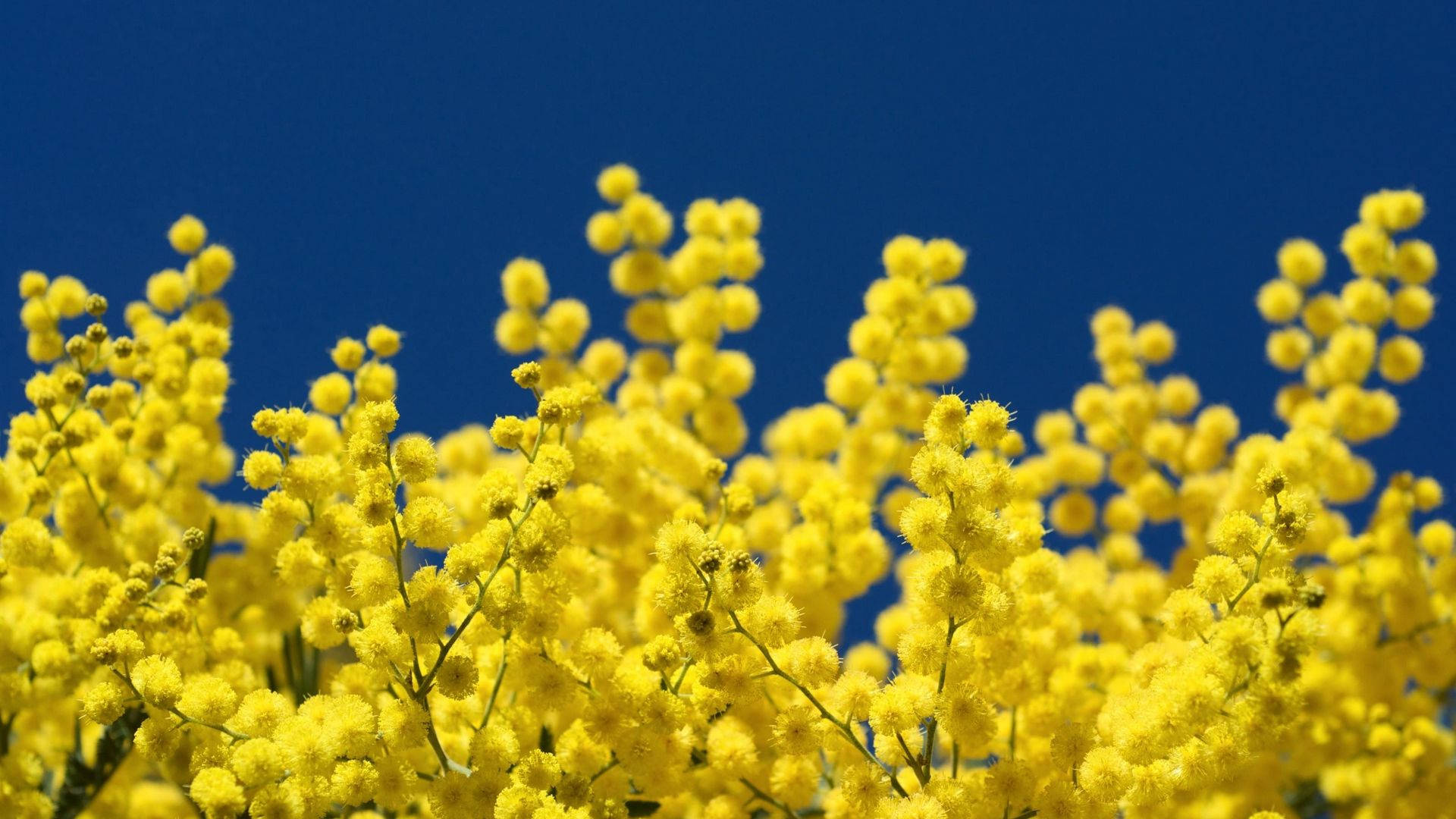 Blue Sky Yellow Mimosa Flowers